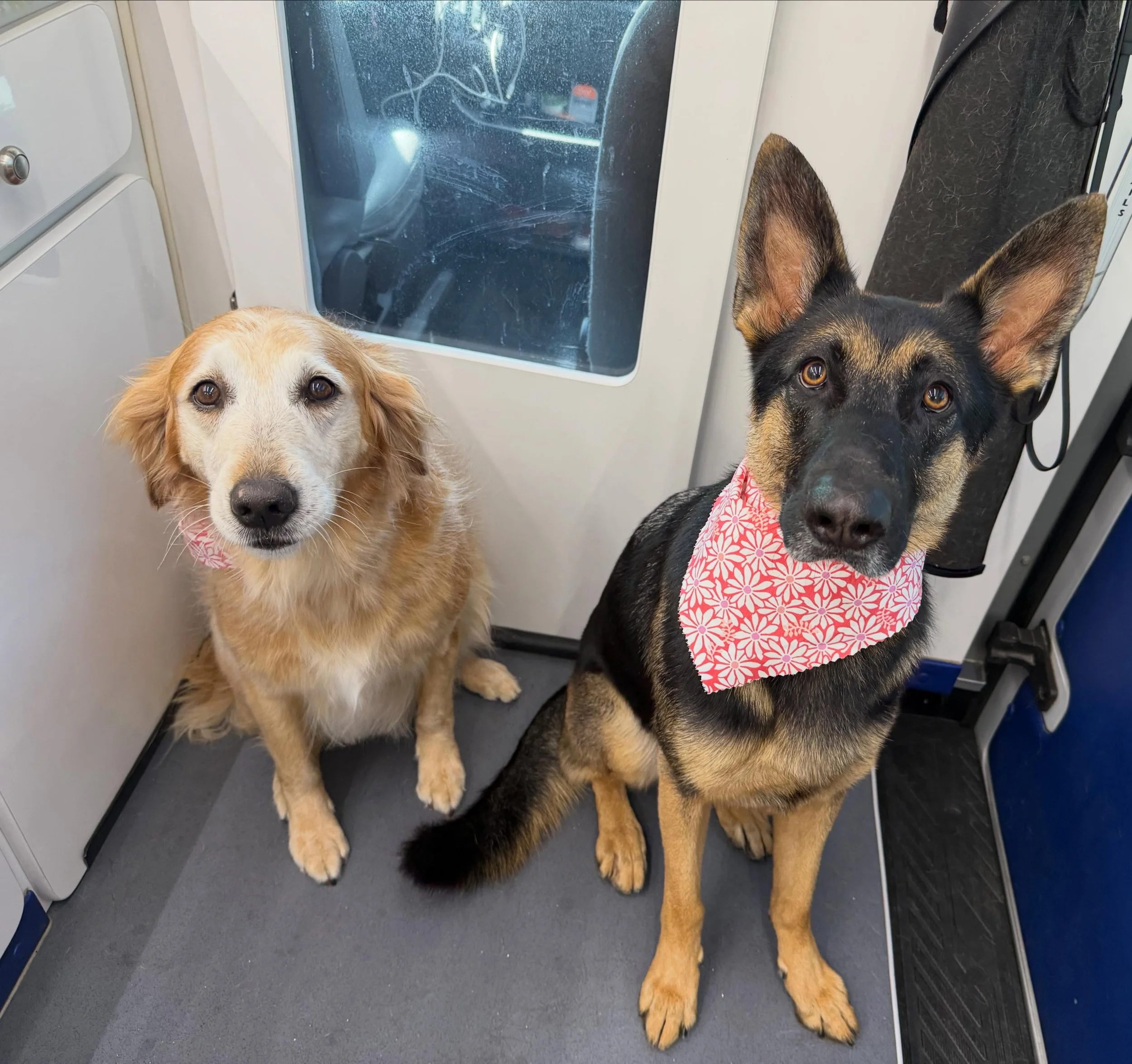 Stormy &amp; Hazel stopping by the spa van for their freshen up 🐾💖
Clean coats, happy tails, and matching bandanas for the cutest duo around ✨ Groomer Gal On The Go keeps your pups looking and feeling their best &mdash; all from the comfort of your