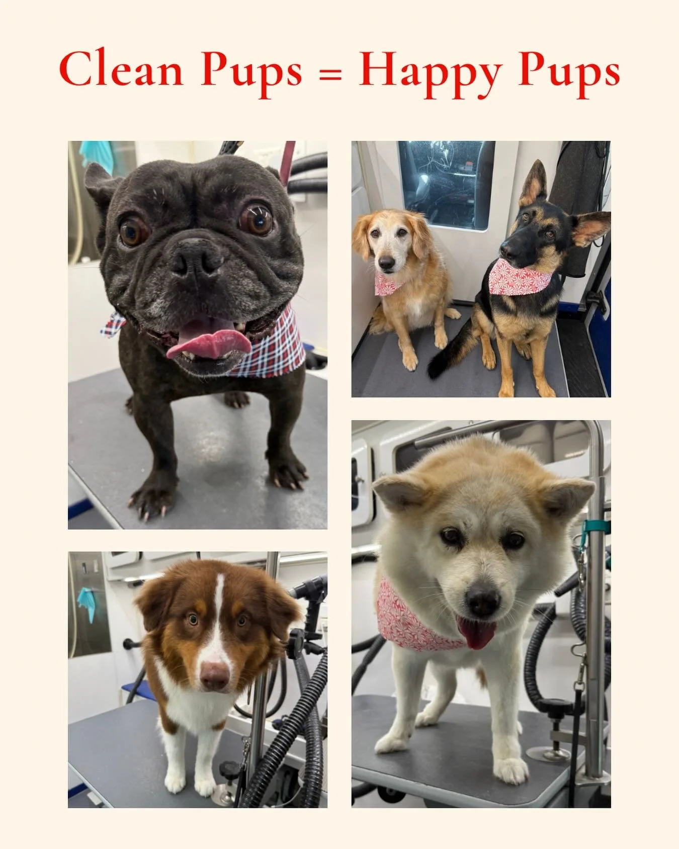 Fresh baths, clean bandanas, and a whole lot of happy tails 🐾✨
Nothing better than seeing these pups leave feeling fresh, fluffy, and feeling their best! Groomer Gal On The Go brings the spa straight to your doorstep for a stress-free grooming exper