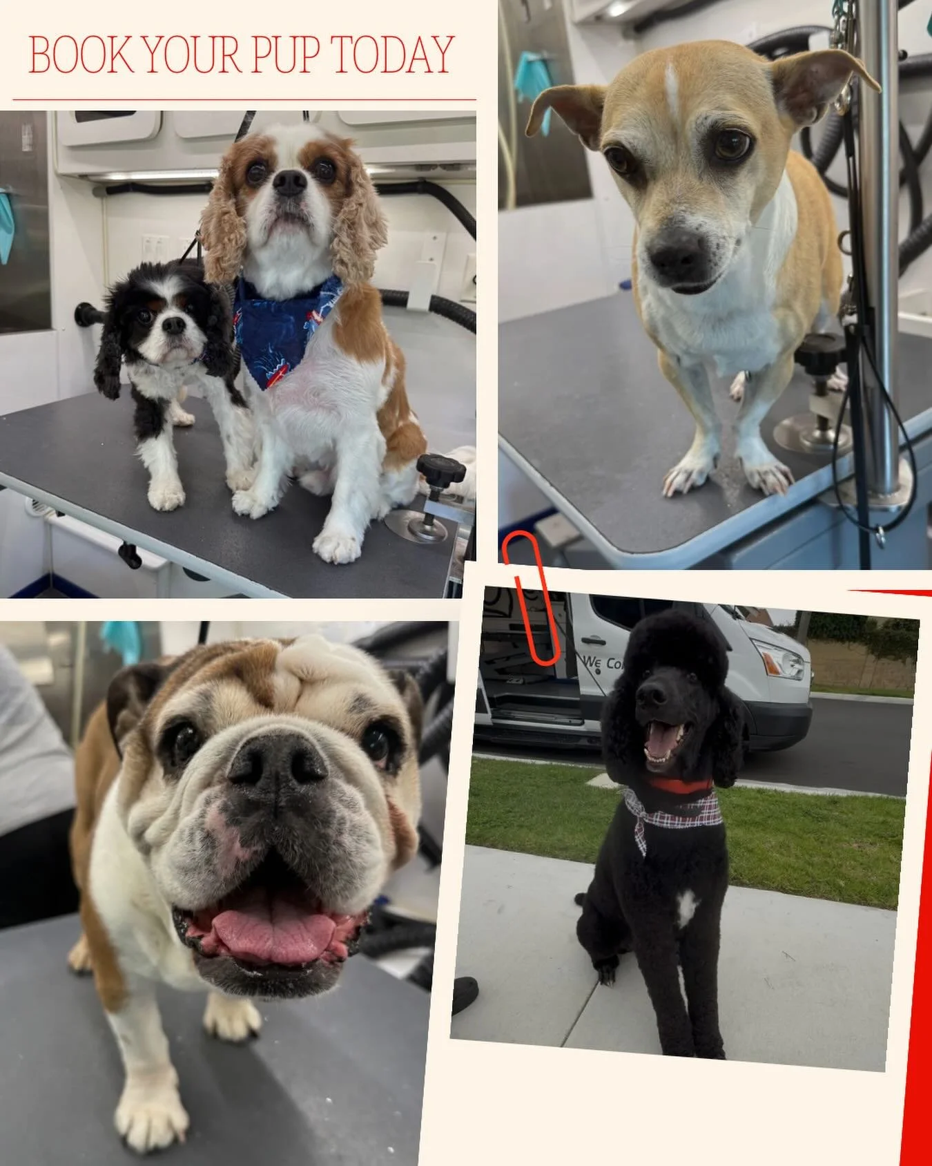 Fresh cuts, clean paws, and happy pups all around 🐾✂️ From full grooms to bath days and tidy ups, Groomer Gal On The Go keeps your fur babies looking and feeling their best &mdash; all from the comfort of your driveway 🚐🐶

Now booking appointments