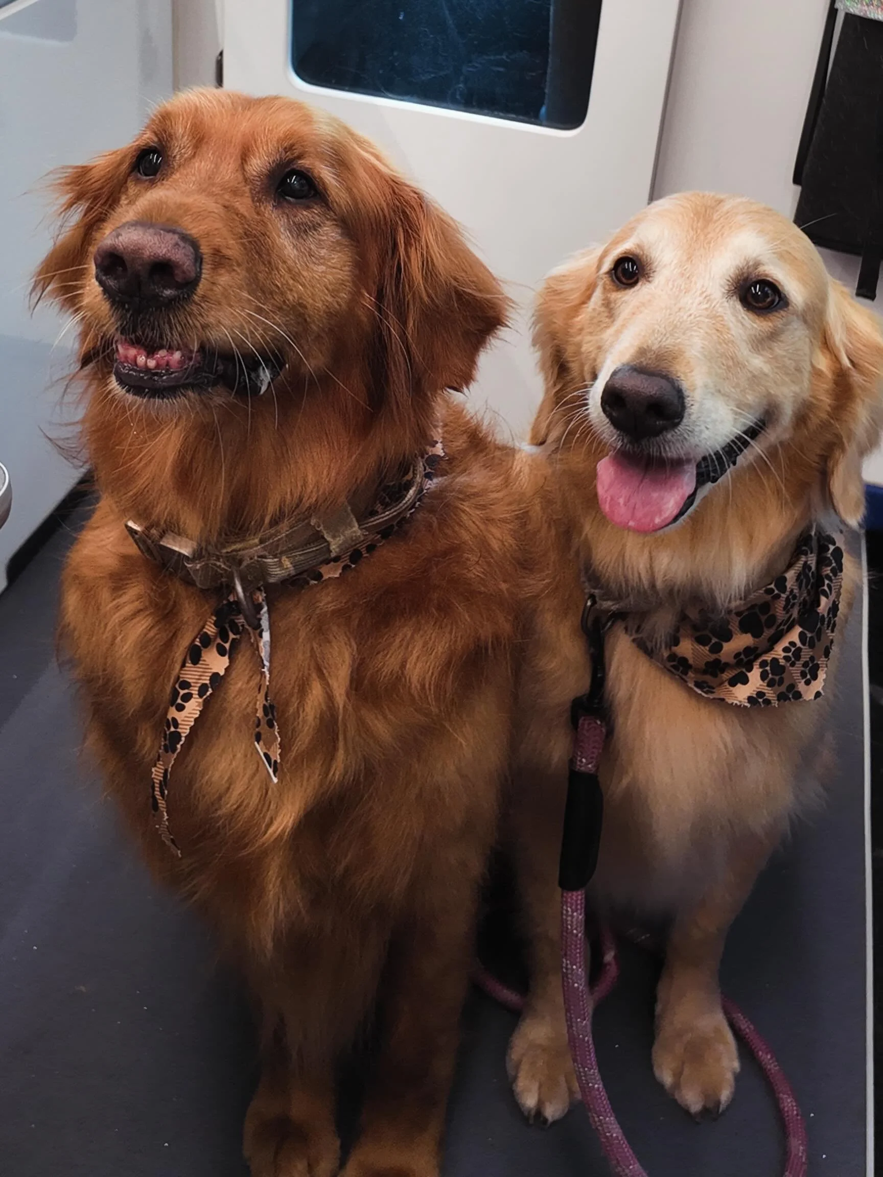 🐾✨ Double the fluff, double the fun! ✨🐾

Kayla &amp; Murphy stopped by the Groomer Gal on the Go spa today and left looking fresh, clean, and camera-ready! 🛁🐶 From shiny coats to happy smiles, these two were absolute stars during their grooming s