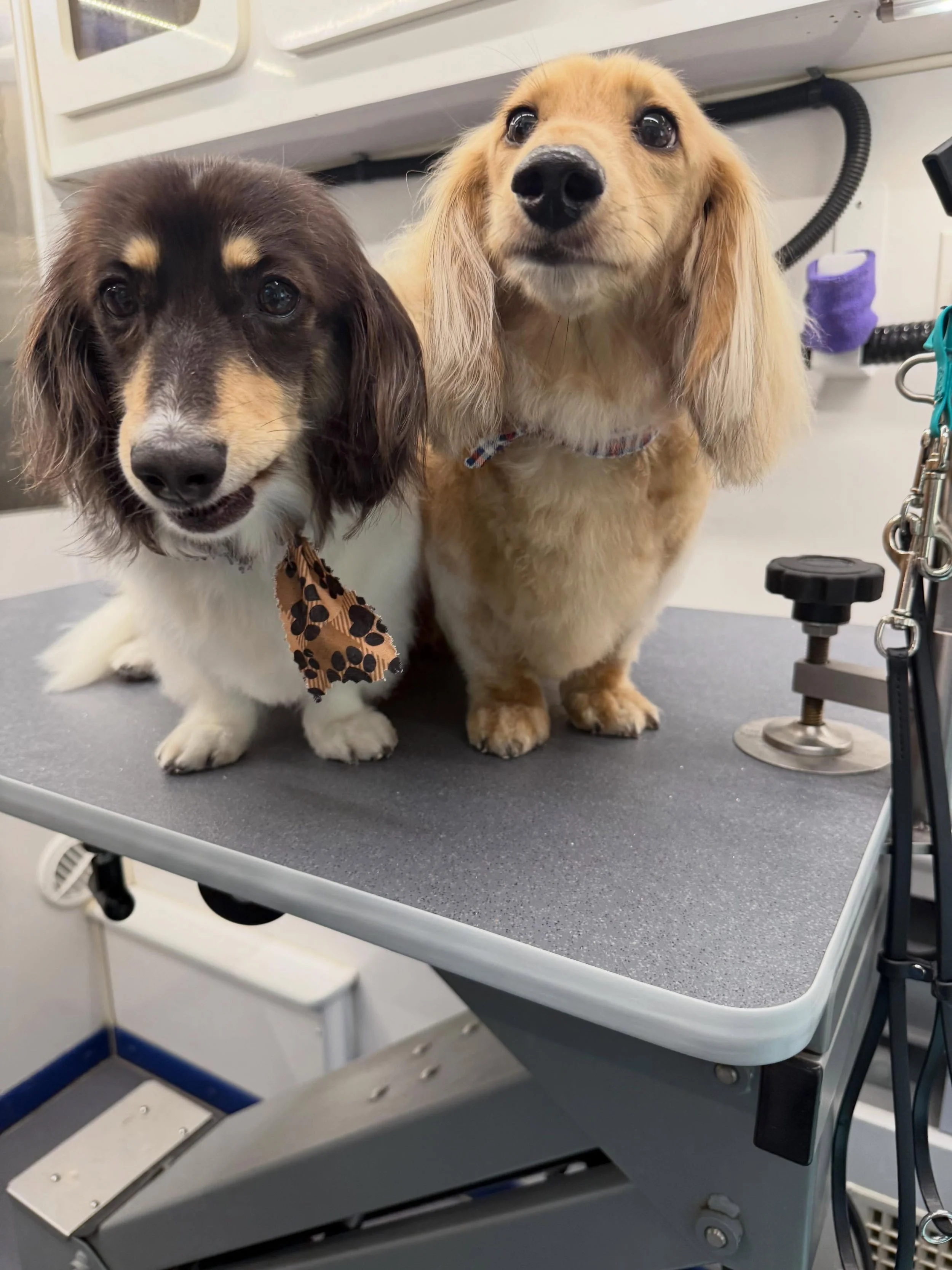 Fresh baths, fresh haircuts, and happy pups! 🐾✨

Nothing beats that clean, fluffy feeling after a day at the spa. From full grooms to refreshing baths, our mobile grooming team brings personalized, stress-free grooming right to your doorstep.

Your 