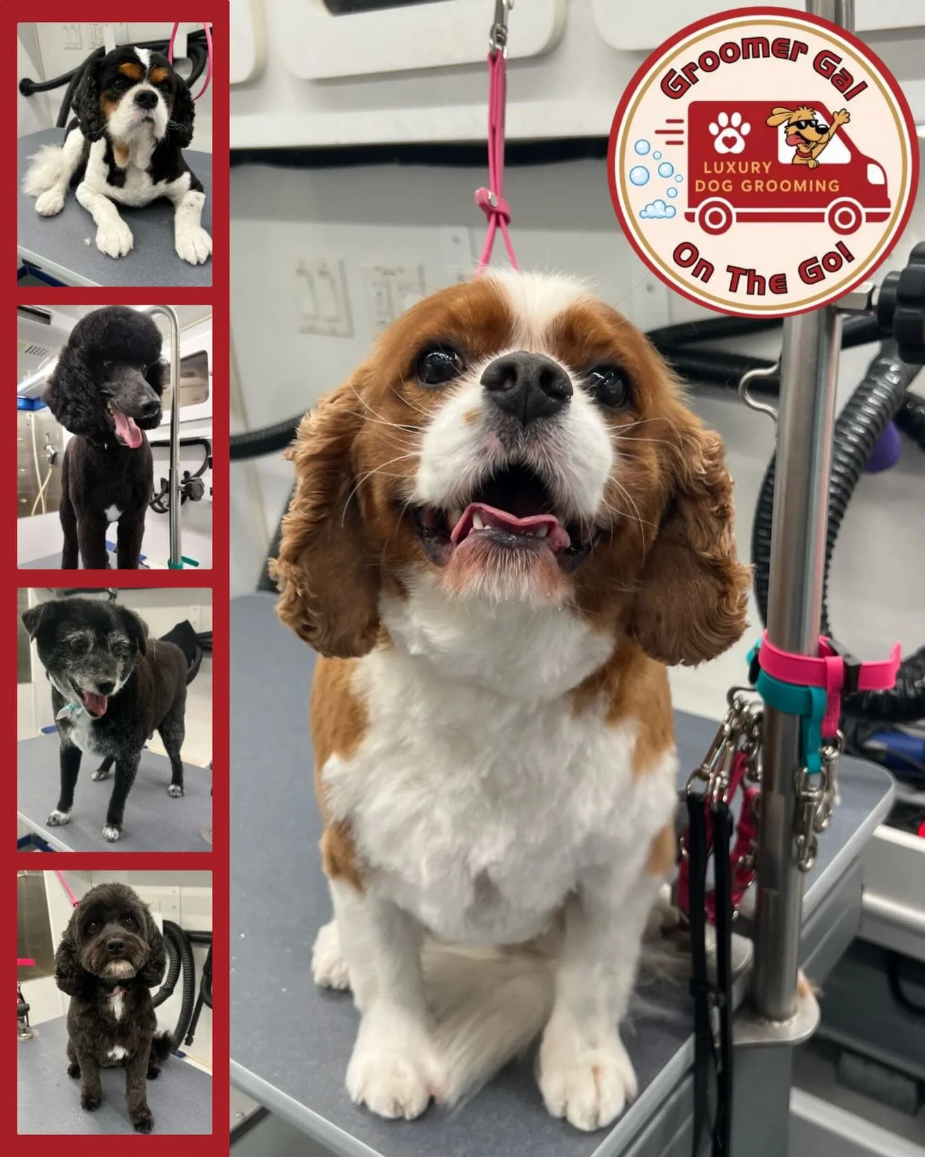 🐾 Fresh Cuts, Happy Pups! 🐾

Just look at those smiles! 😍 From fluffy trims to full spa-day makeovers, our Groomer Gal On The Go crew is dedicated to keeping your pups looking and feeling their best.

✨ Baths
✨ Haircuts &amp; Trims
✨ Nail Trims
✨ 