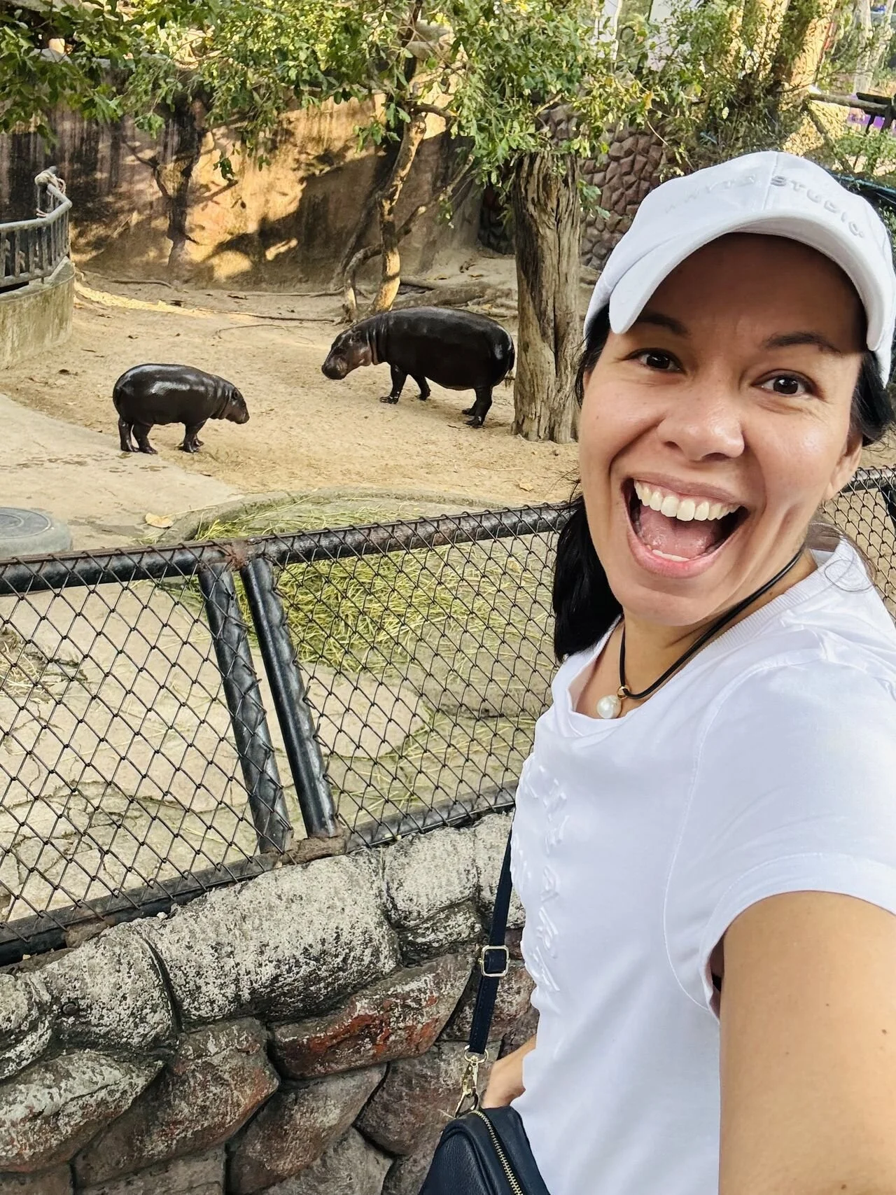 Moo Deng, Monkeys, and the Magic of Creative Ideas