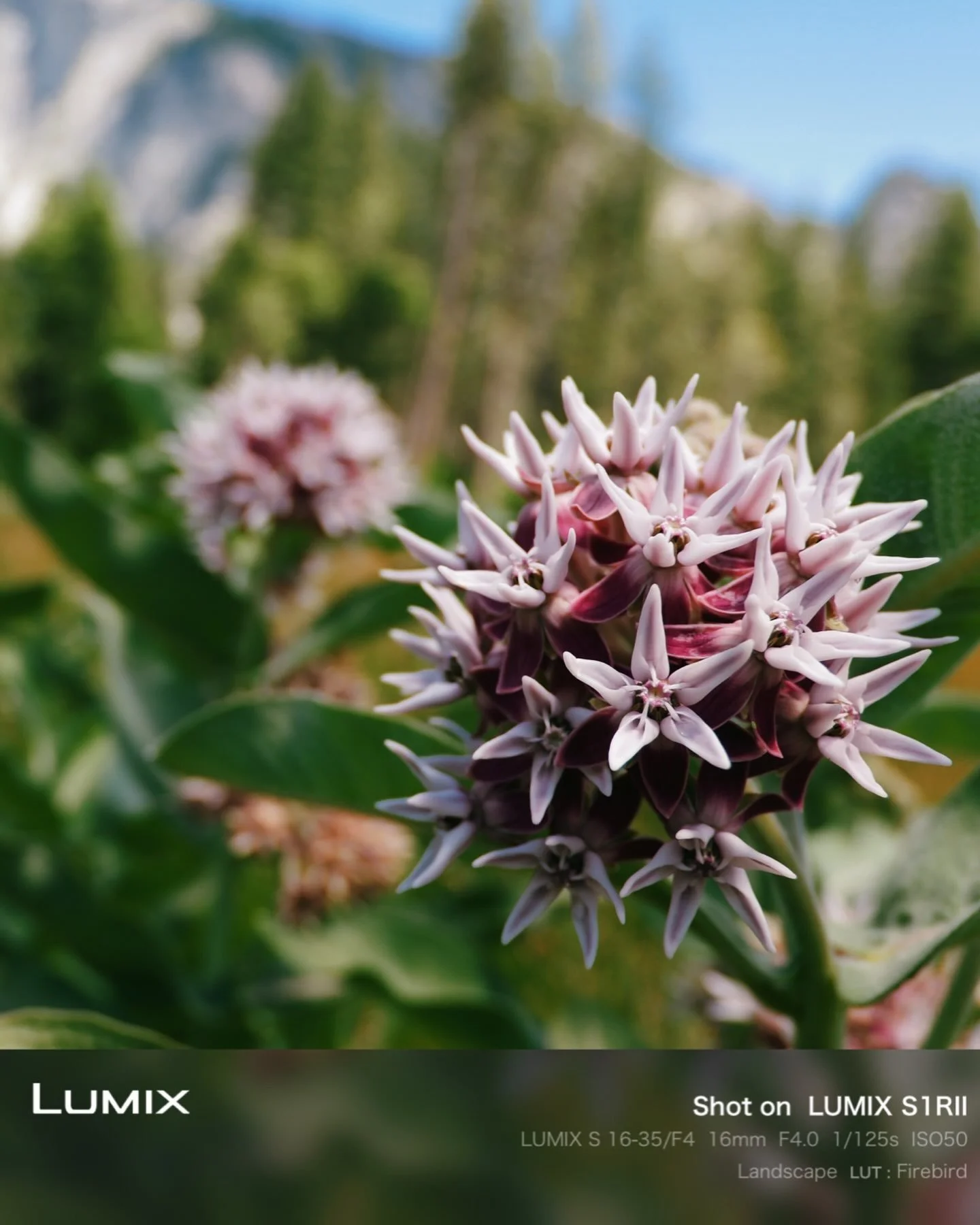 #lumix #spro #s1rii #yosemite_national_park