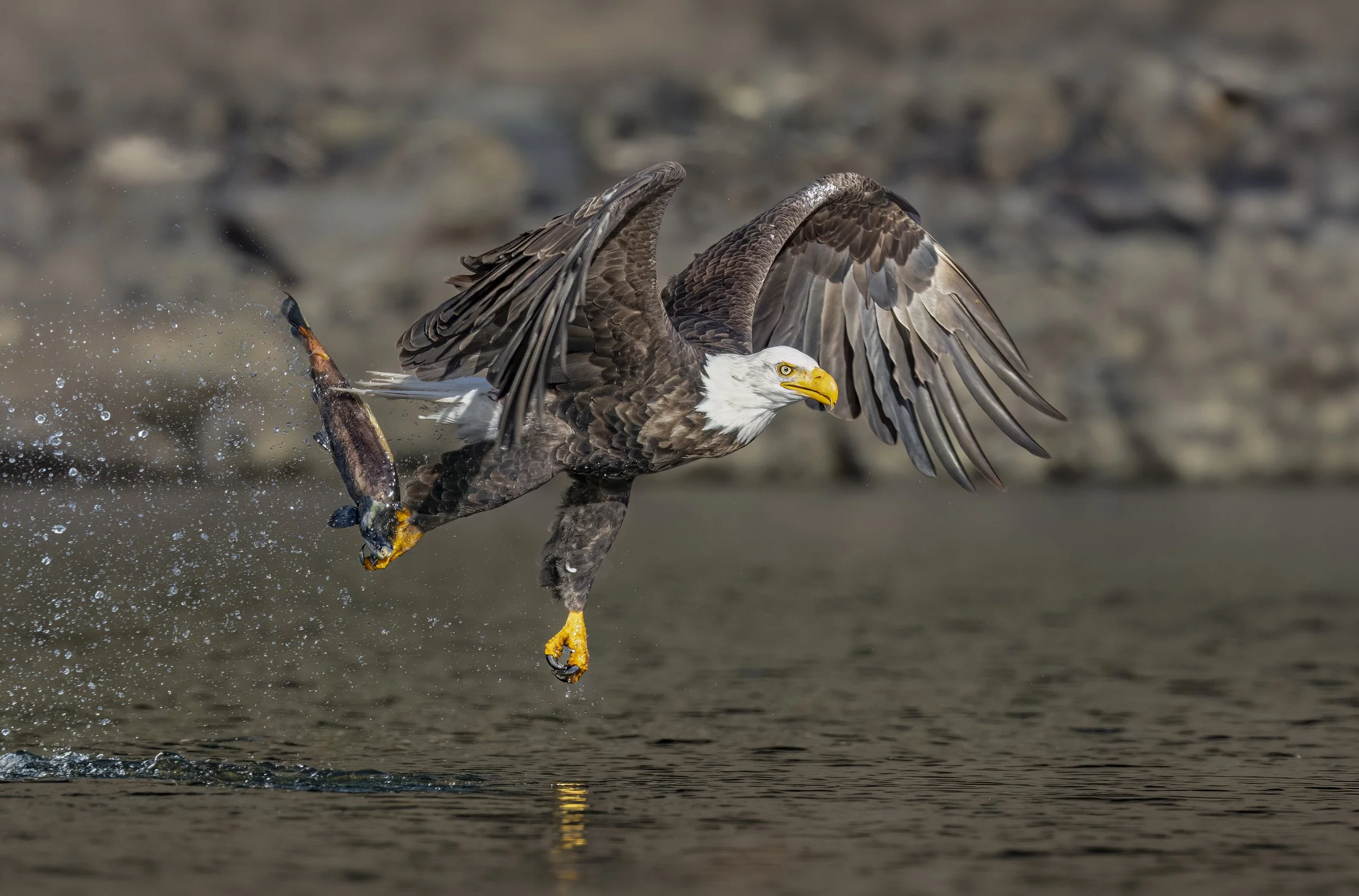 _33A9293-Edit 47x31.jpg