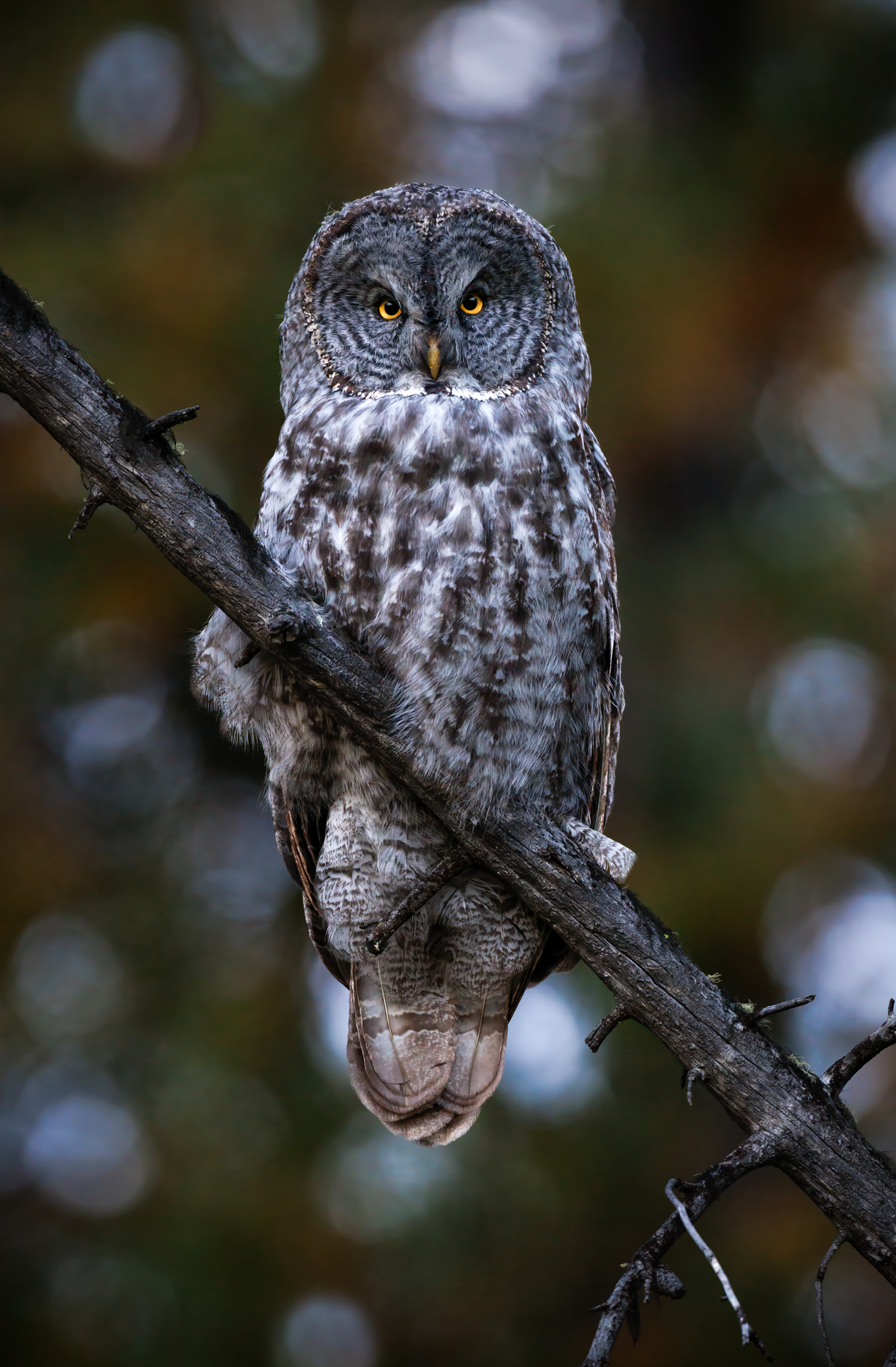 Screenshot 2026-03-14 173251.png