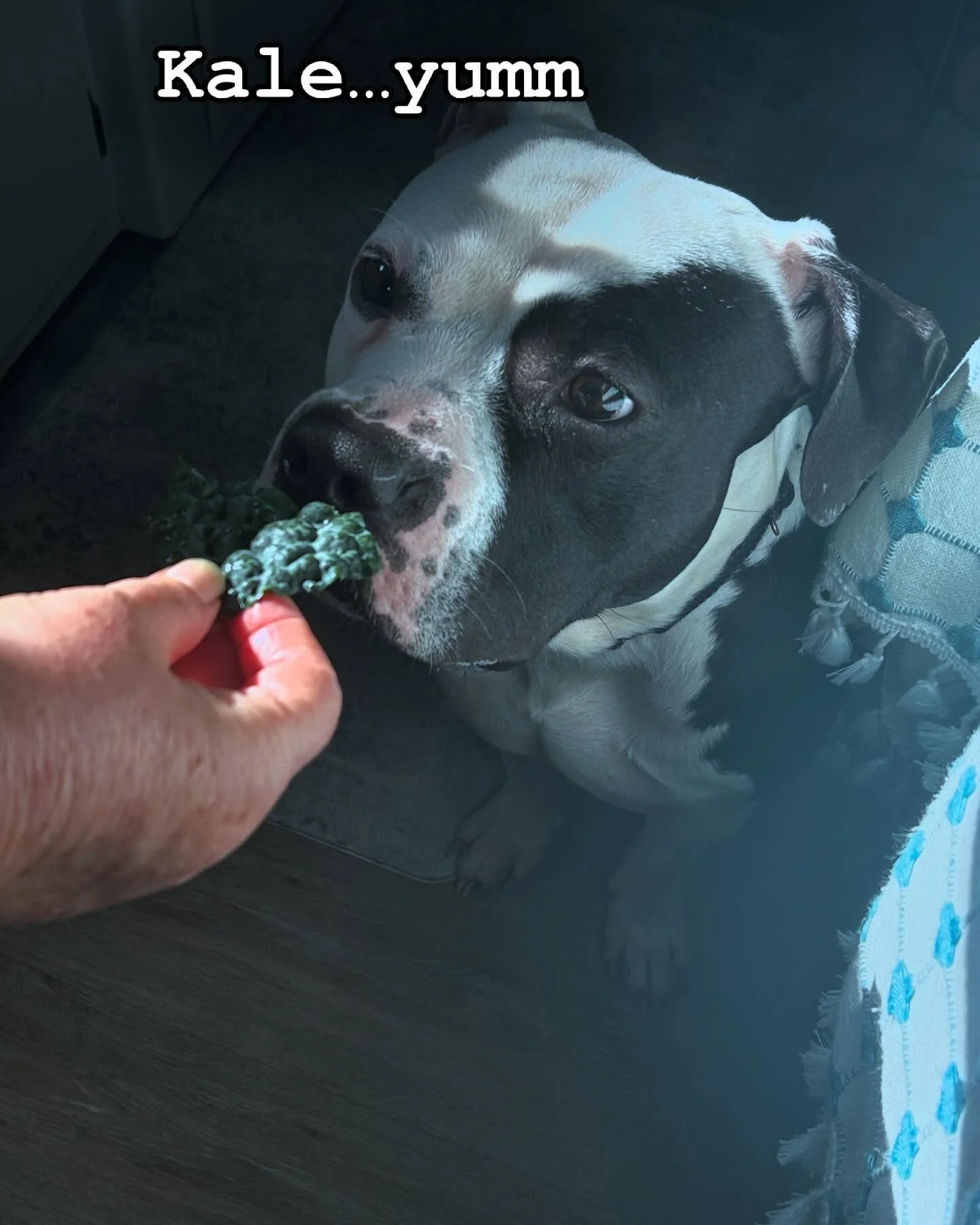 Anything that can be chewed can be food. #dog #adoptdontshop #duranduran #hungrylikethewolf
