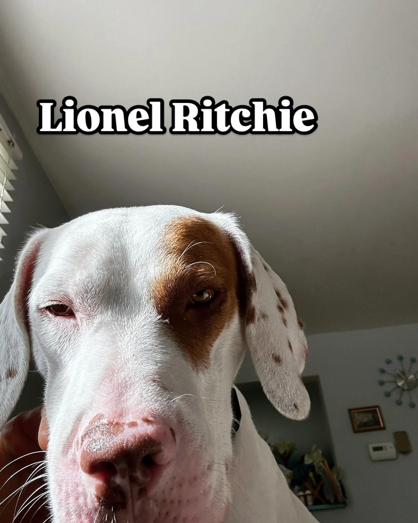 Lionel needed some medical care. #100dogs #adoptdontshop #dog