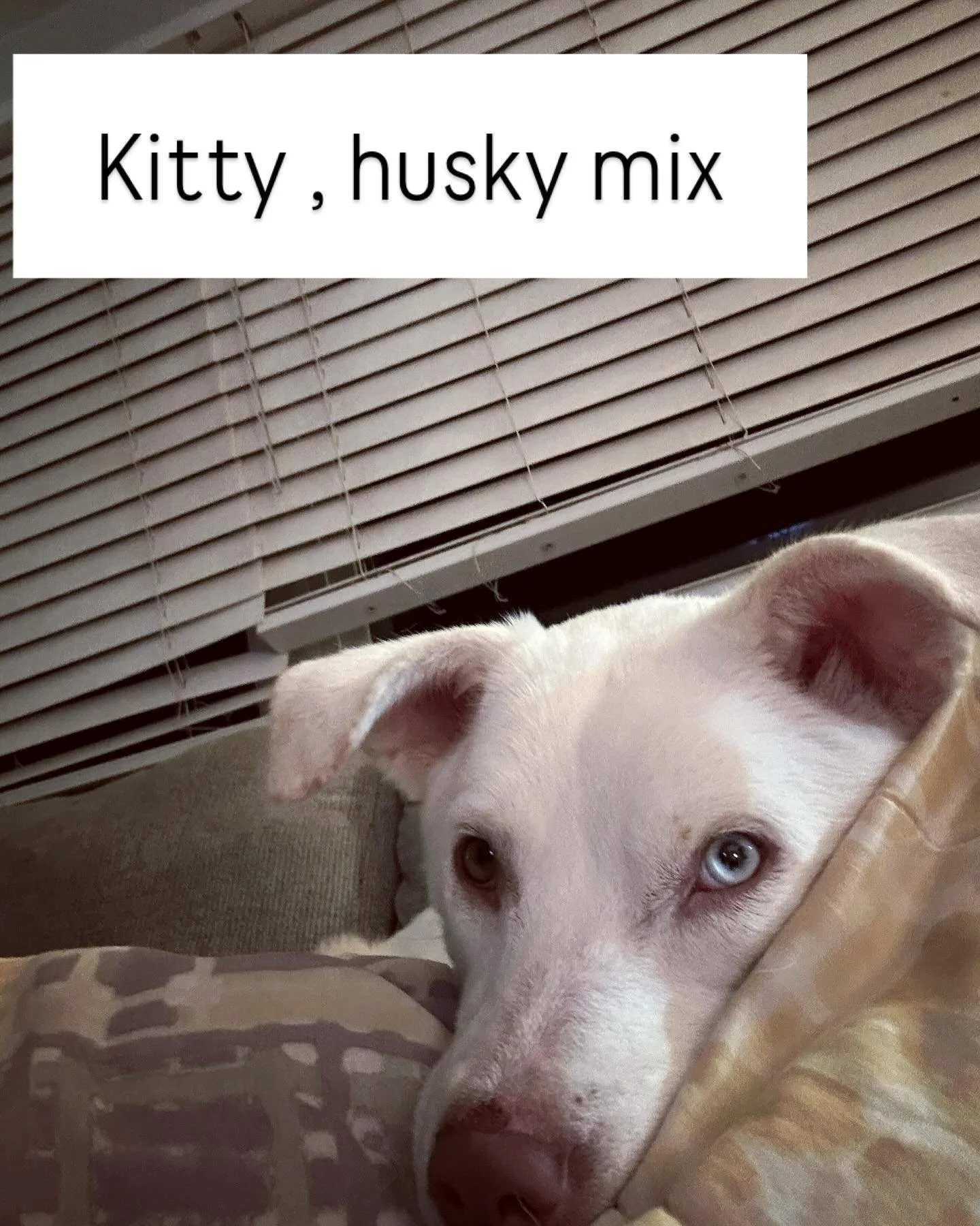 Very vocal husky mix. #100dogs #dogs #adoptdontshop #straydogs #fosterdog