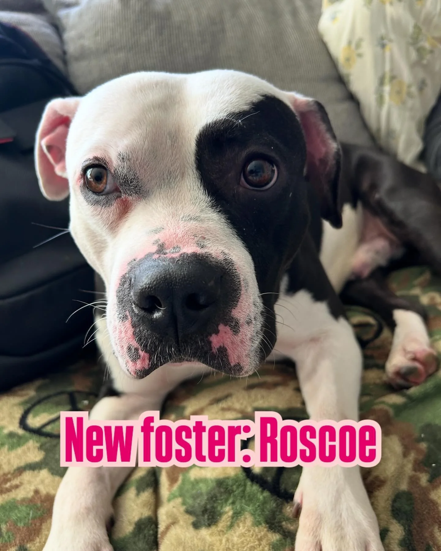 Roscoe is the new foster enjoying kennel break. He is super shy and needs a lot of socialization. Just getting to know him. Very lovable. #100dogs #dog #adoptdontshop