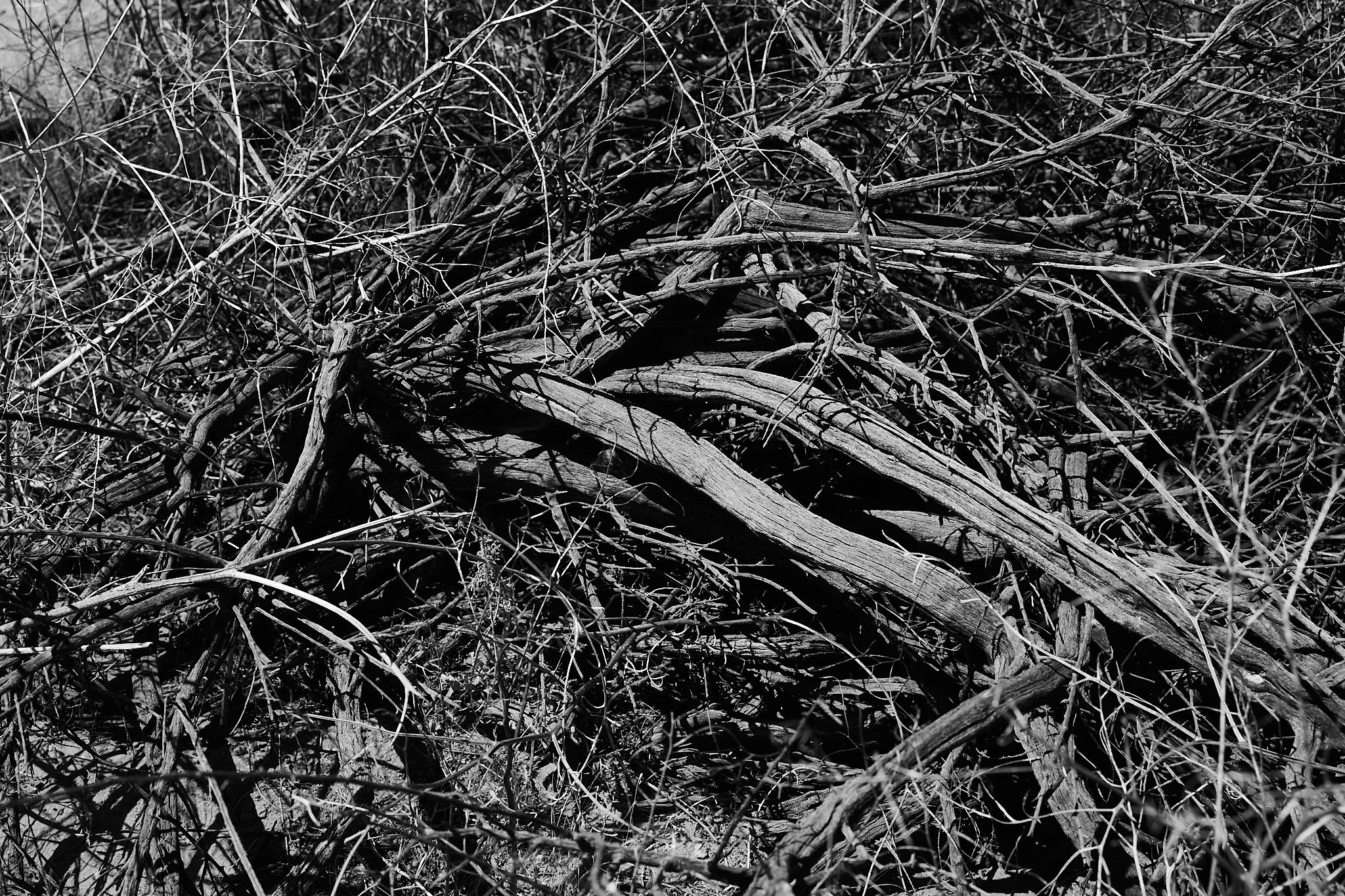 _C4A7264-Aug 29 2024-.jpg