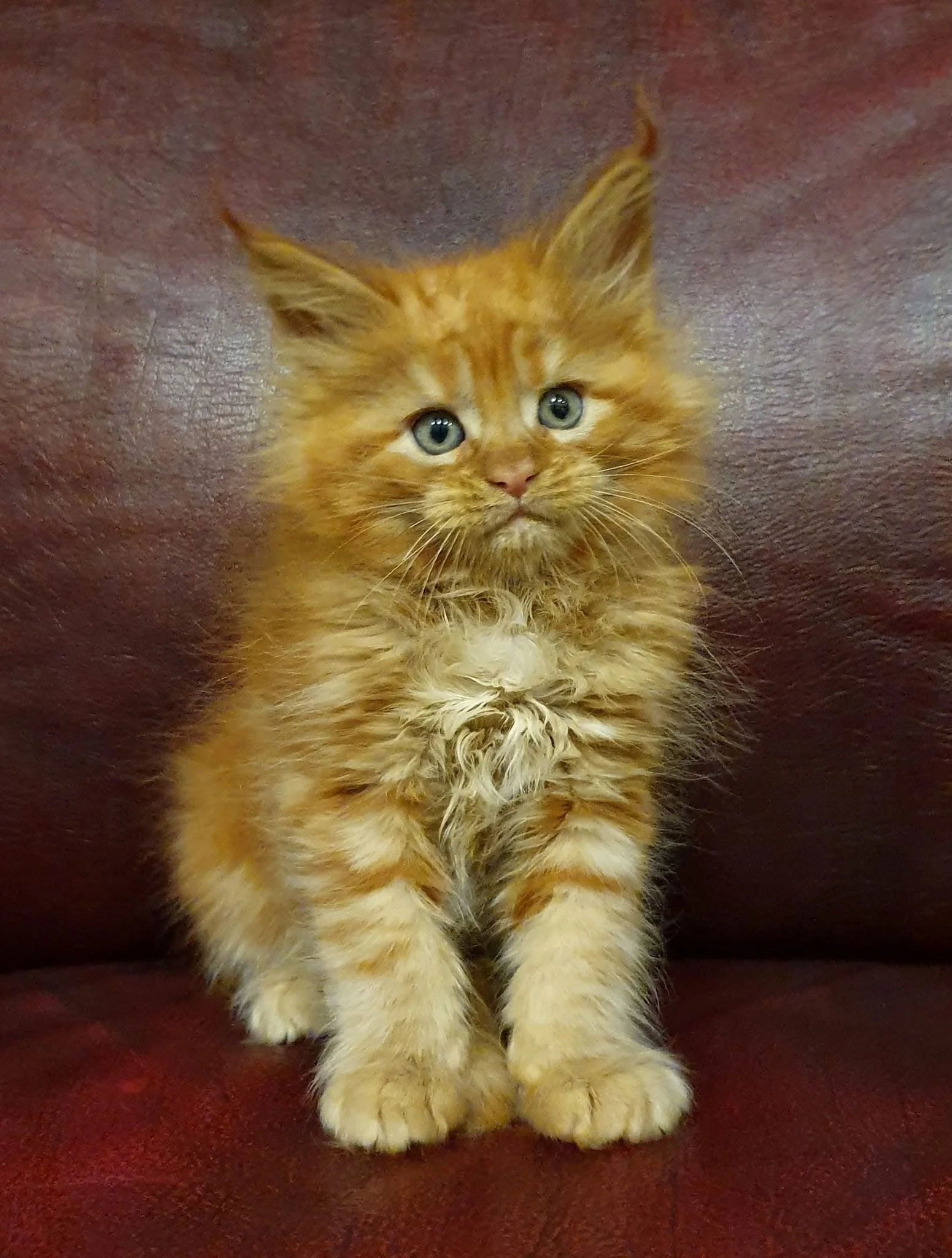 Goddess ✨ (New Kitten!)