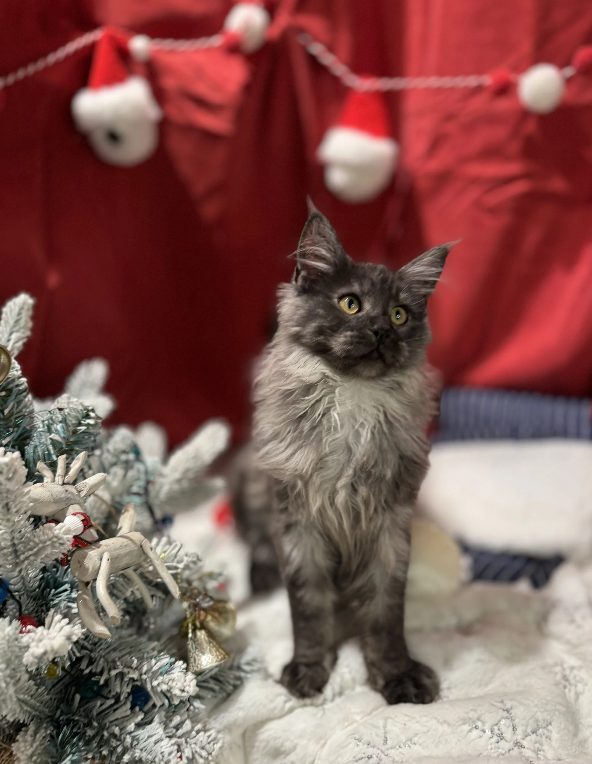 Fierce 💪 (Found Her Home)