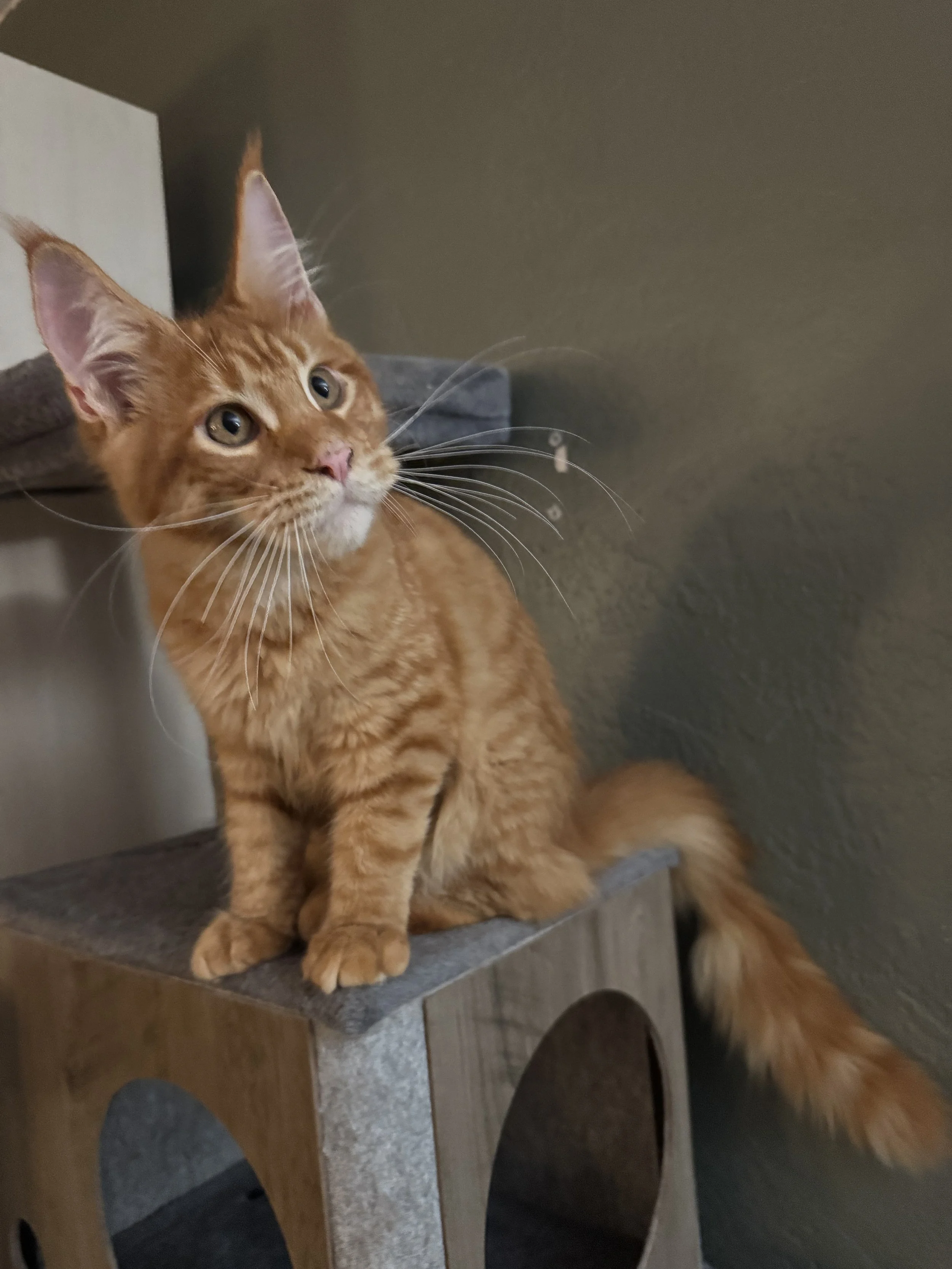 Garfield 🦁 (New Kitten!)