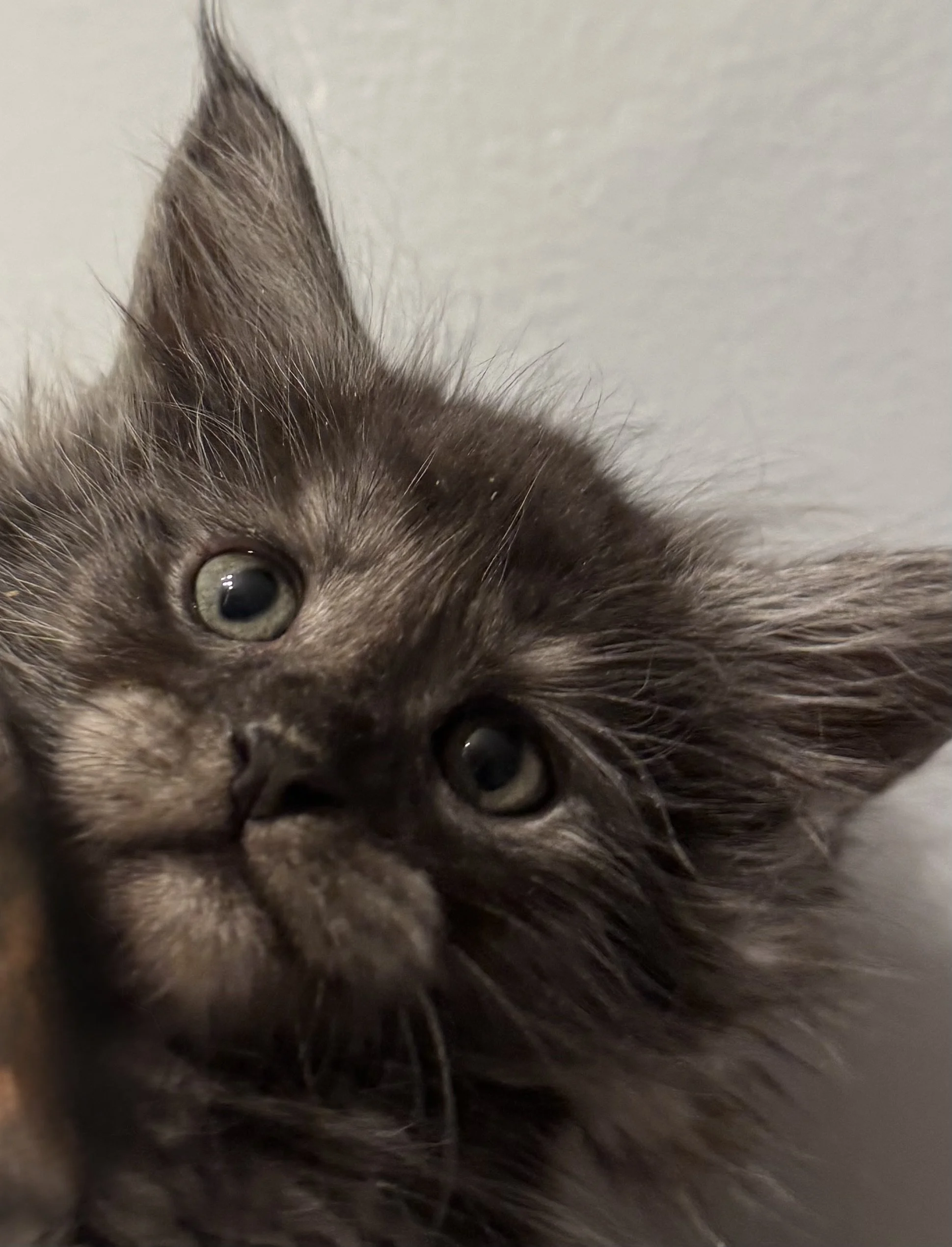 Deposit to Reserve a Kitten