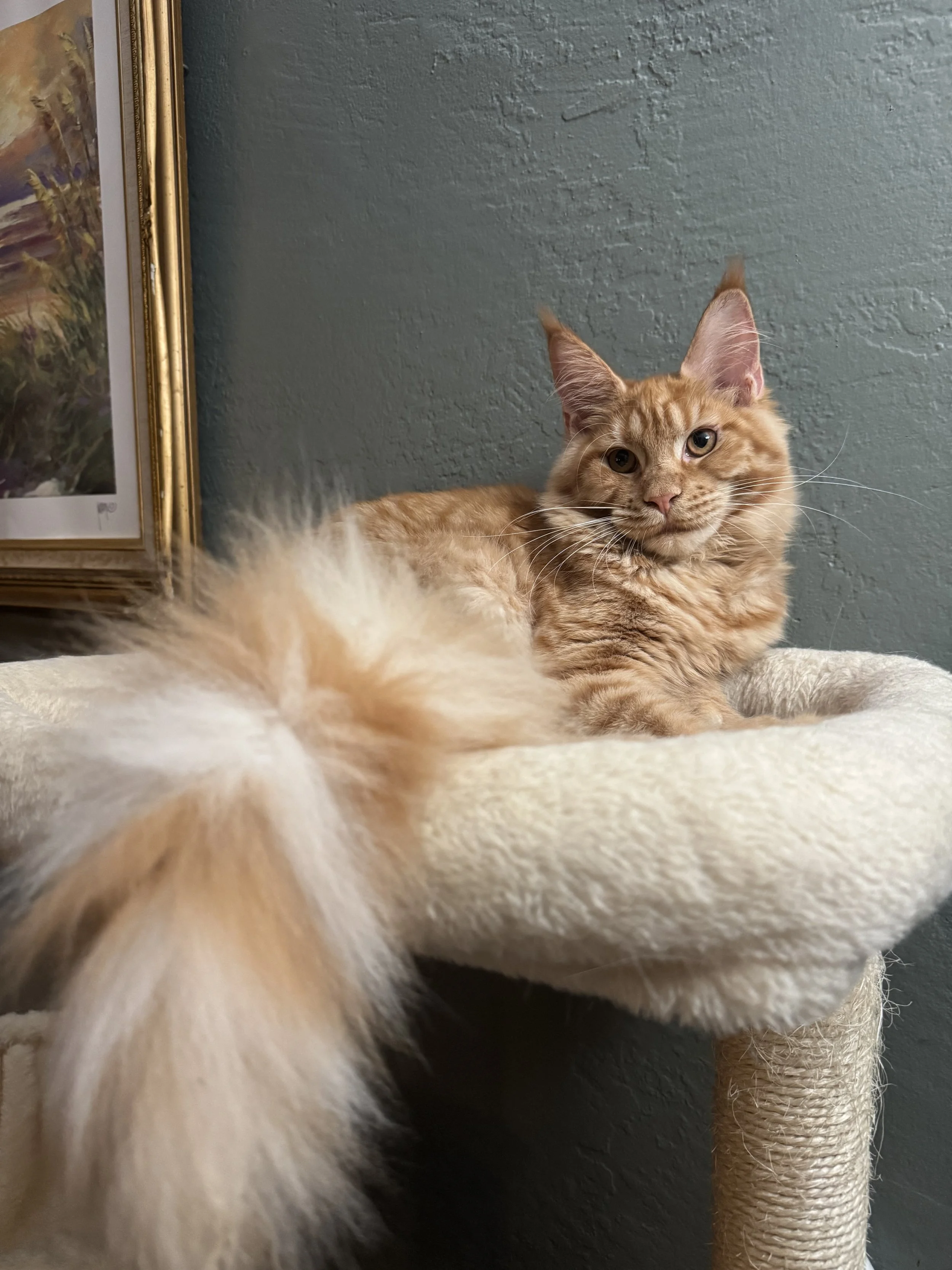 Estée, Polydactyl 🌹 ( Rare Red Female!)