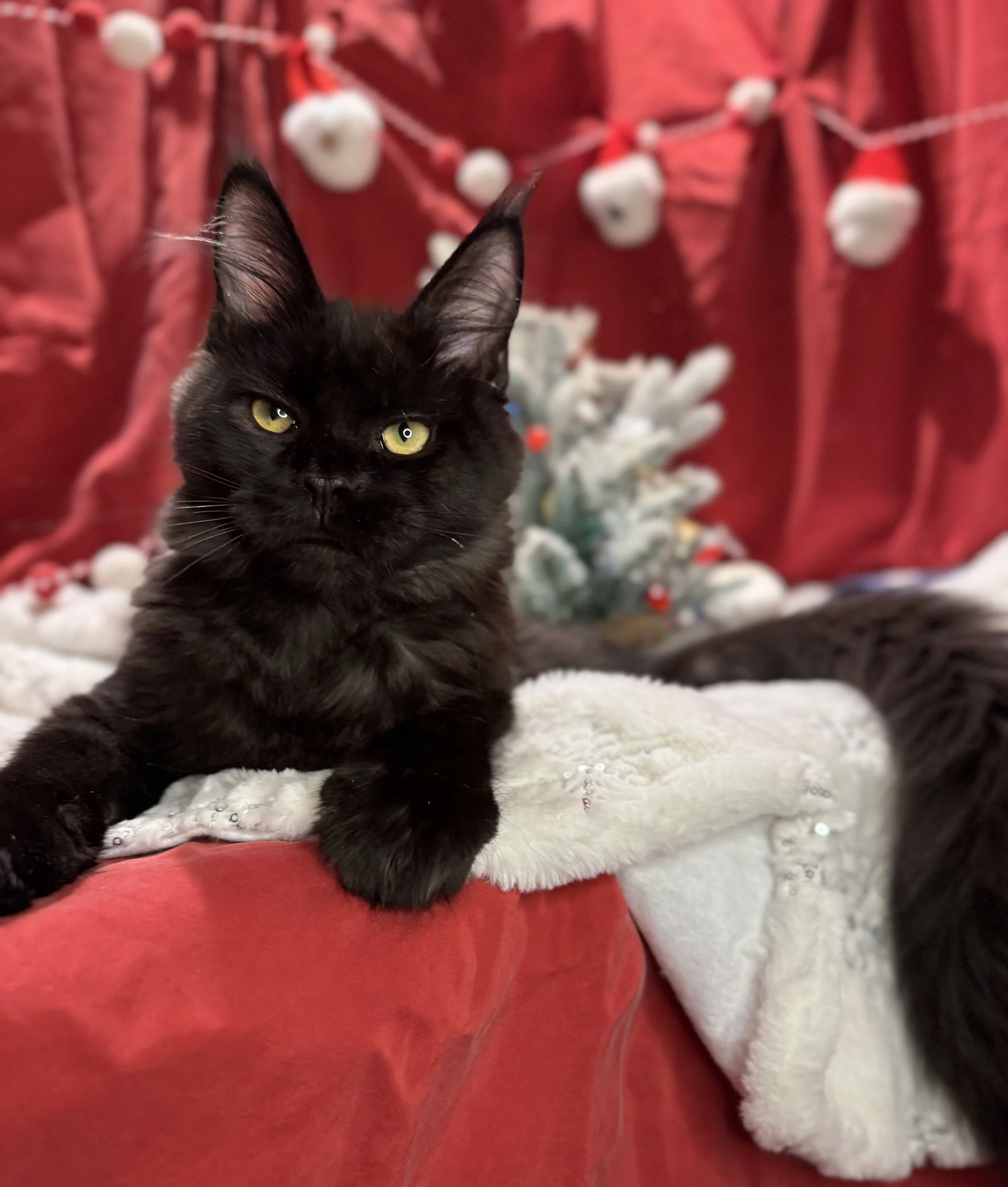 Everest 🏔️ (New Kitten!)