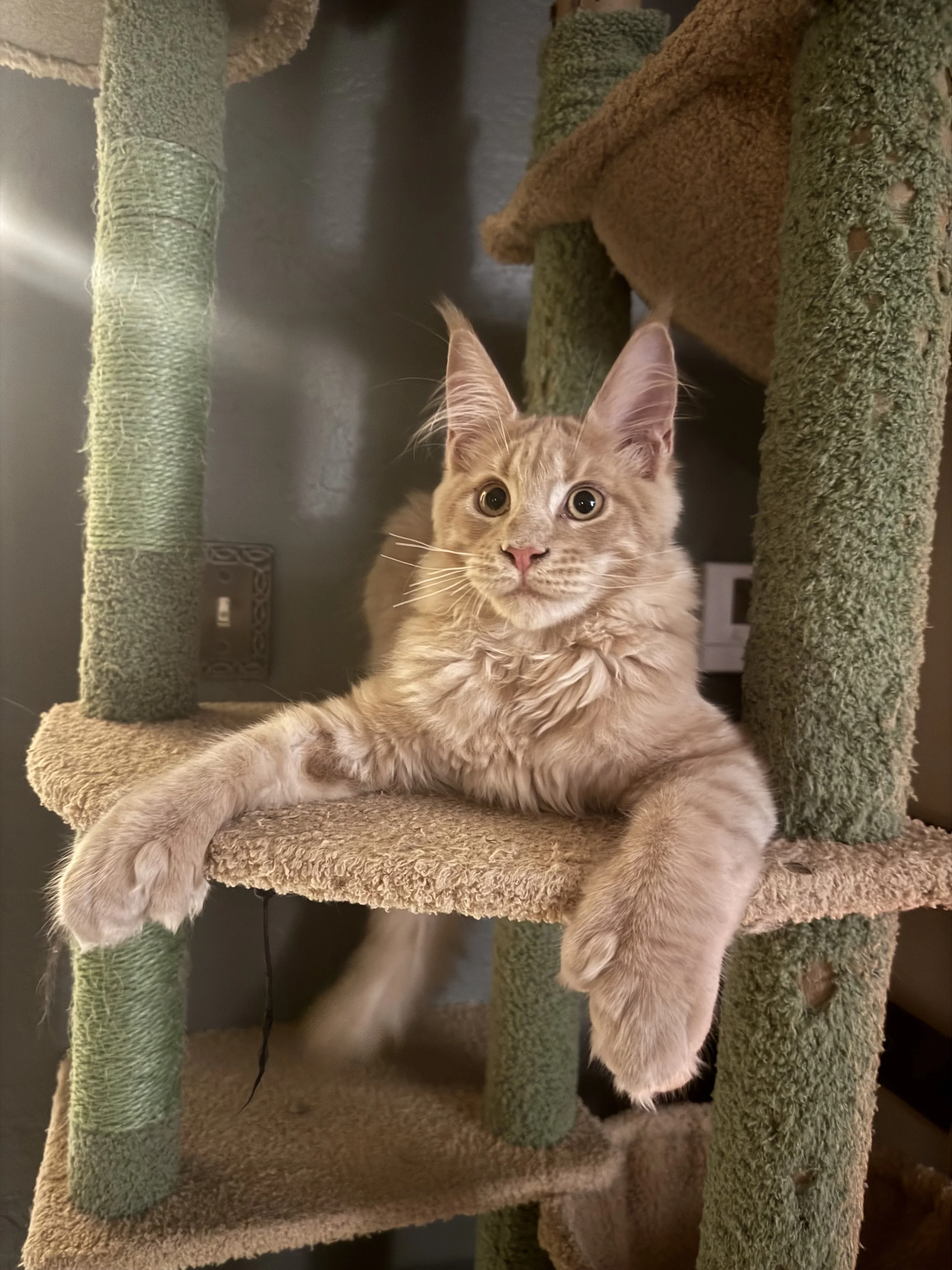 Eros, Polydactyl ❤️ (Found His Home)