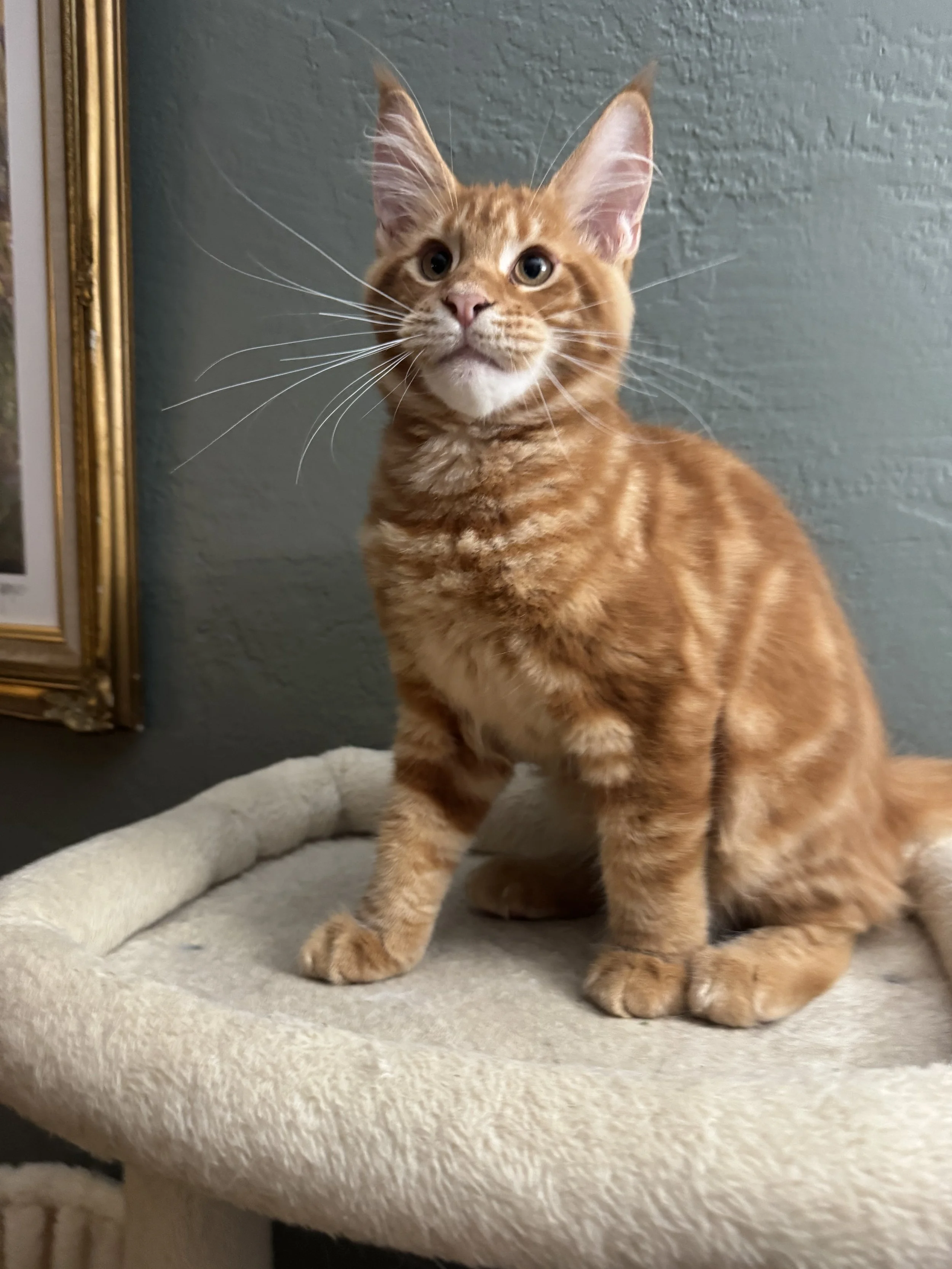 Genesis 🌎 (New Kitten!)