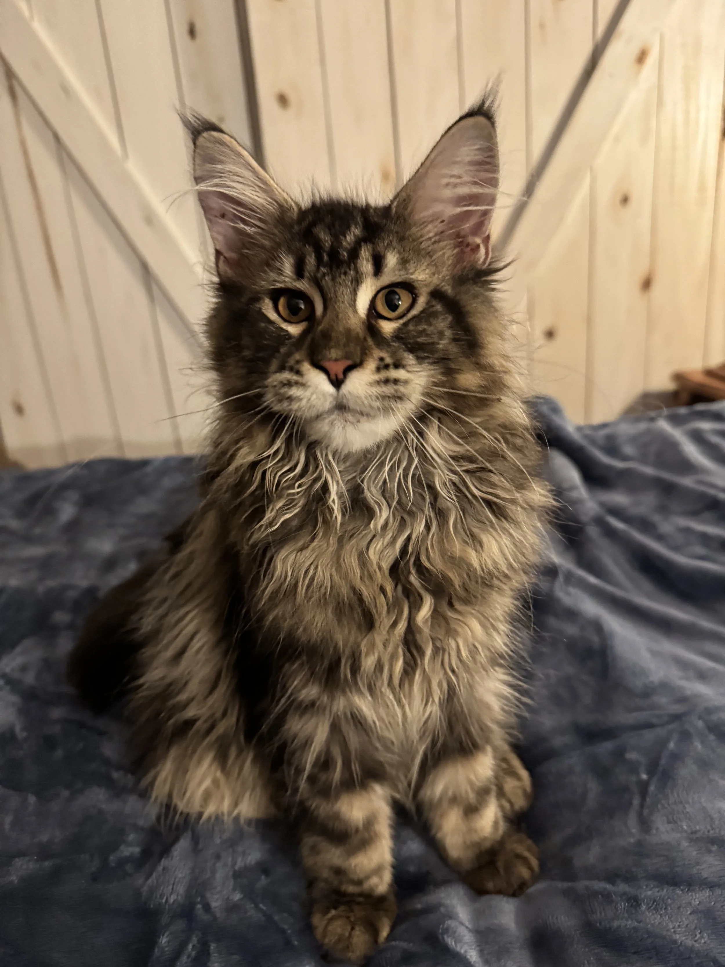 Flora 💐 (New Kitten!)