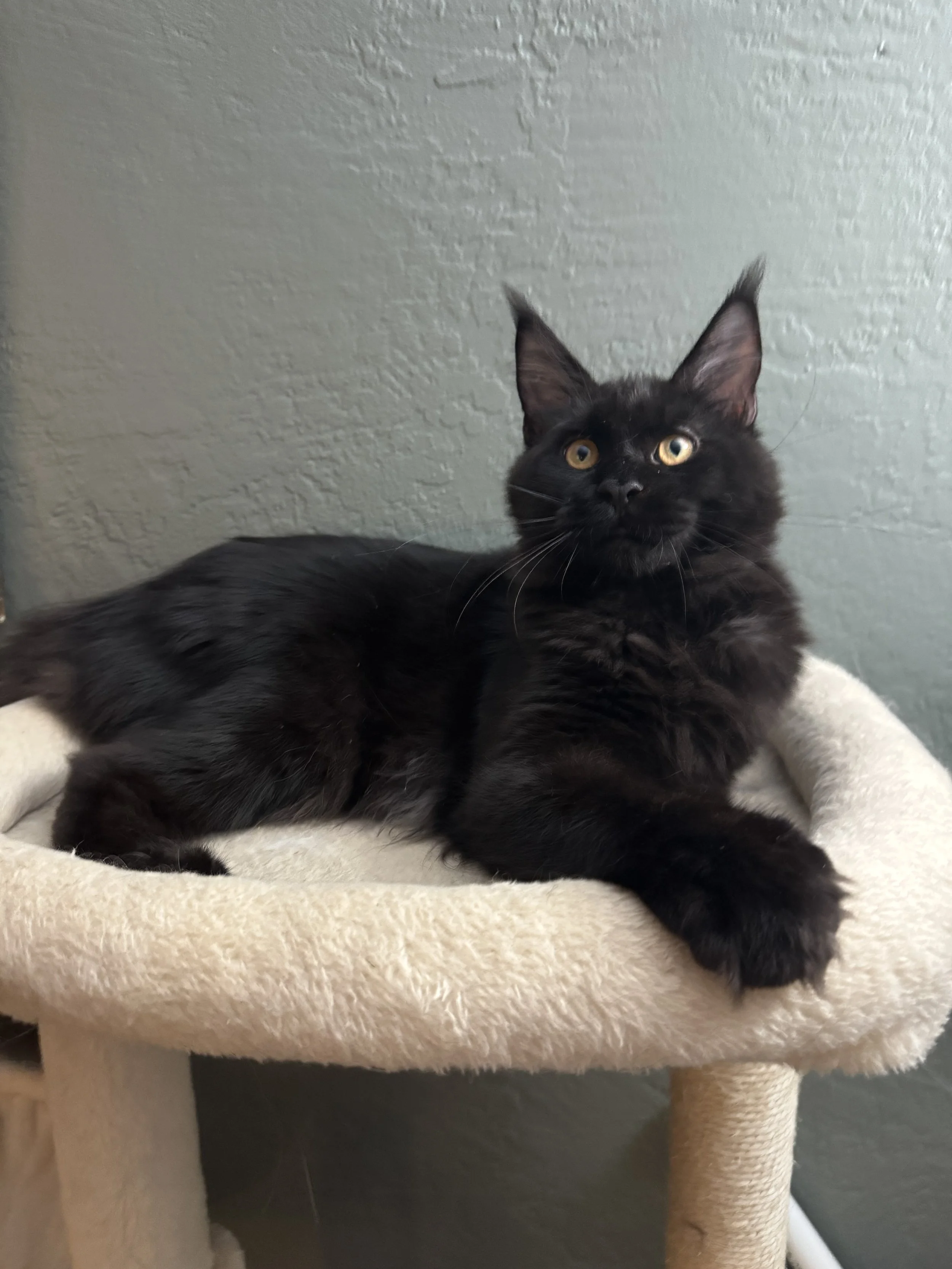 Groot 🌲 (New Kitten!)