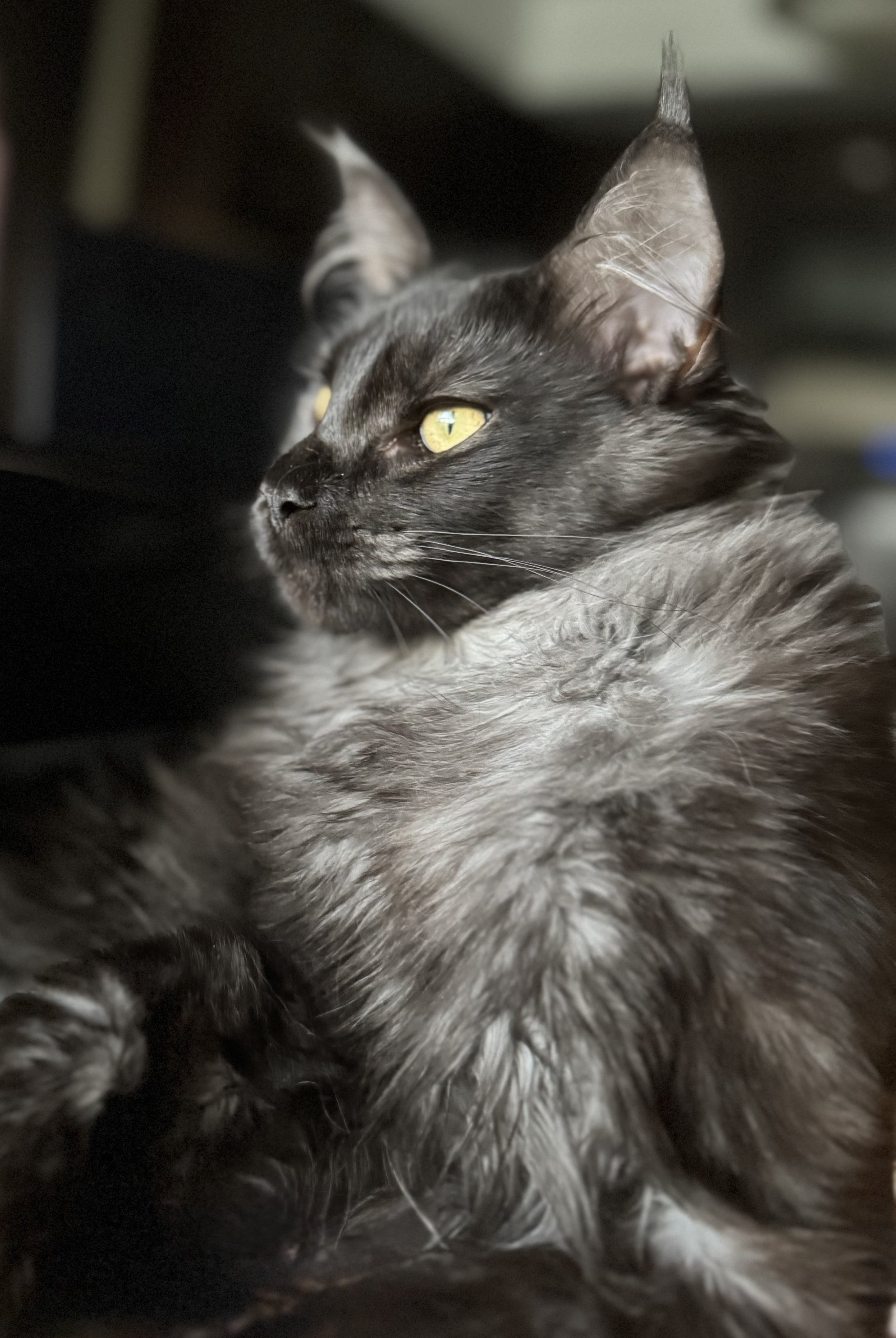 Bagheera ( SOLD )