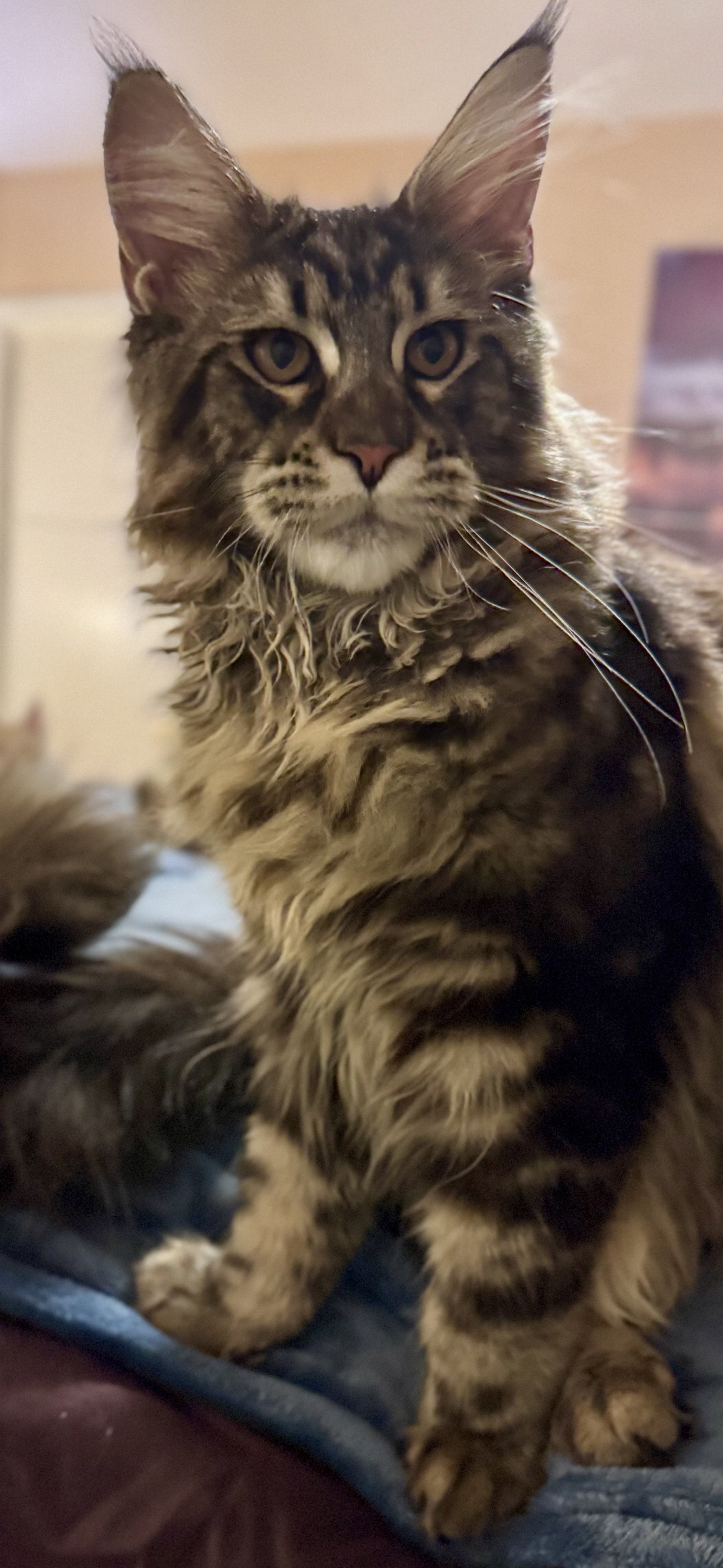 Fauna 🐈 (New Kitten!)