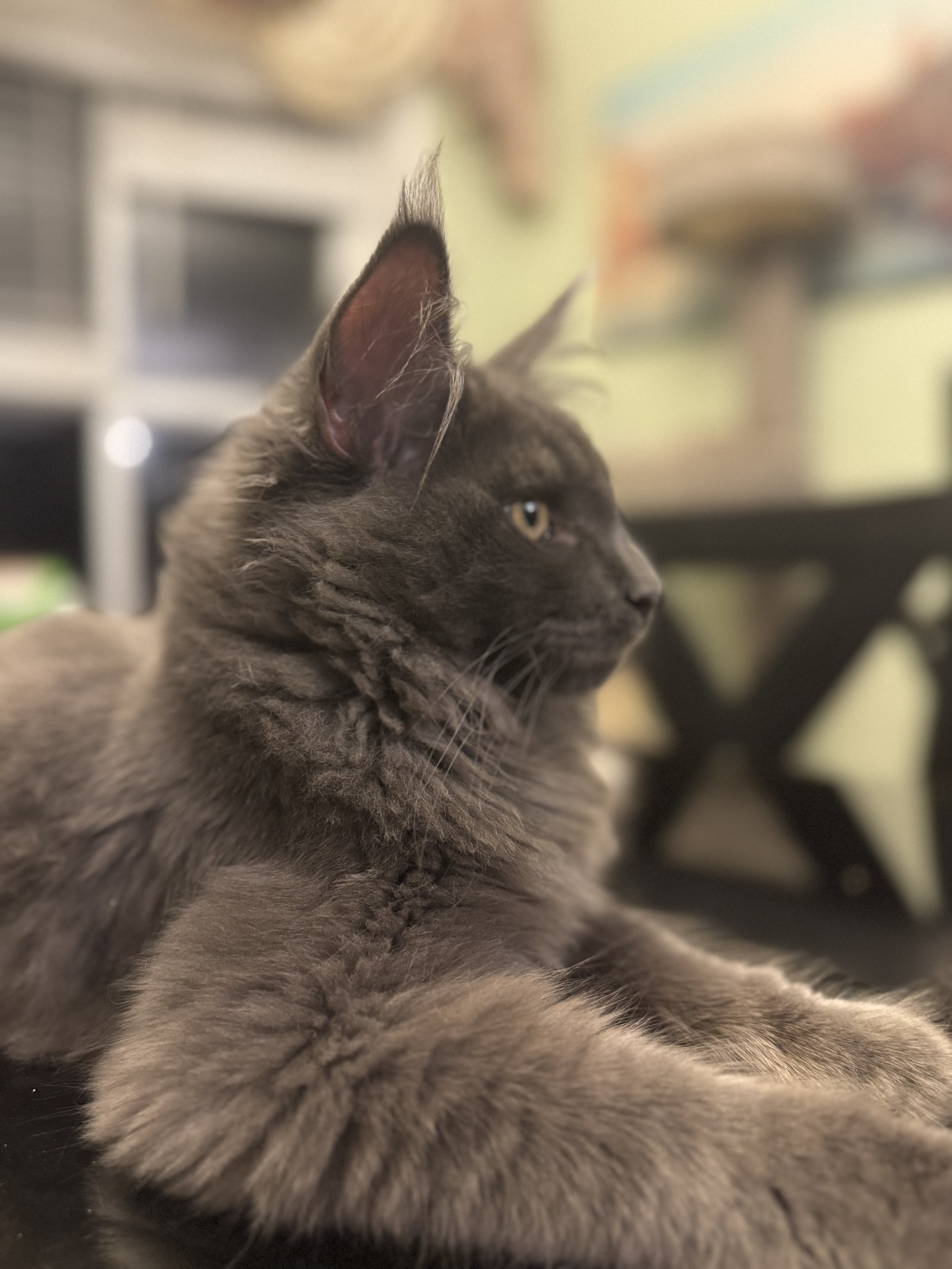 IMG_7031.jpeg