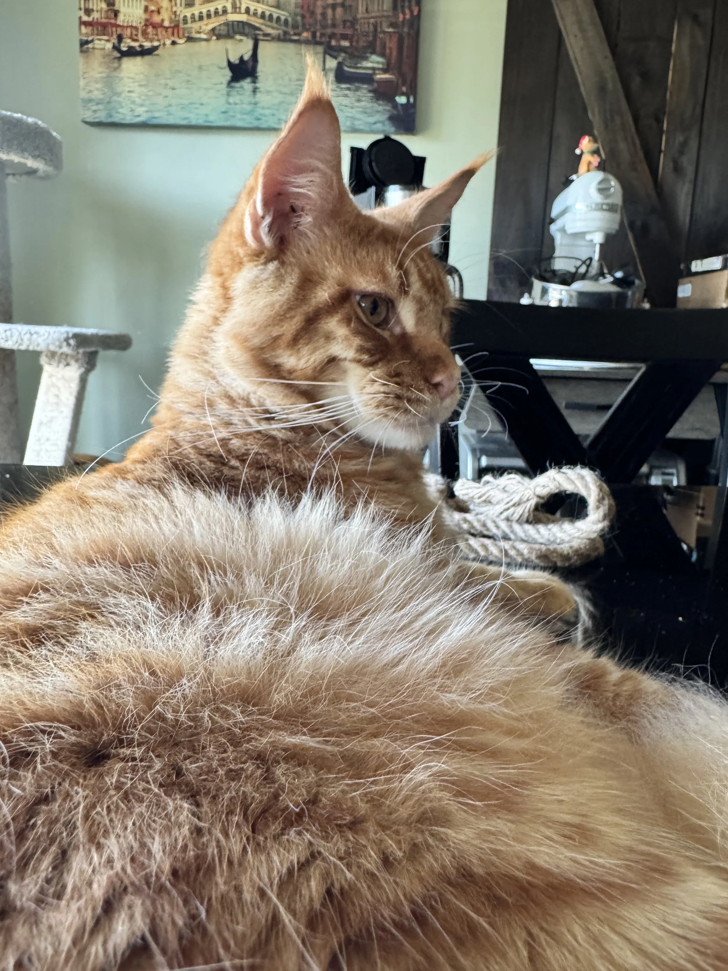 IMG_3012.jpeg