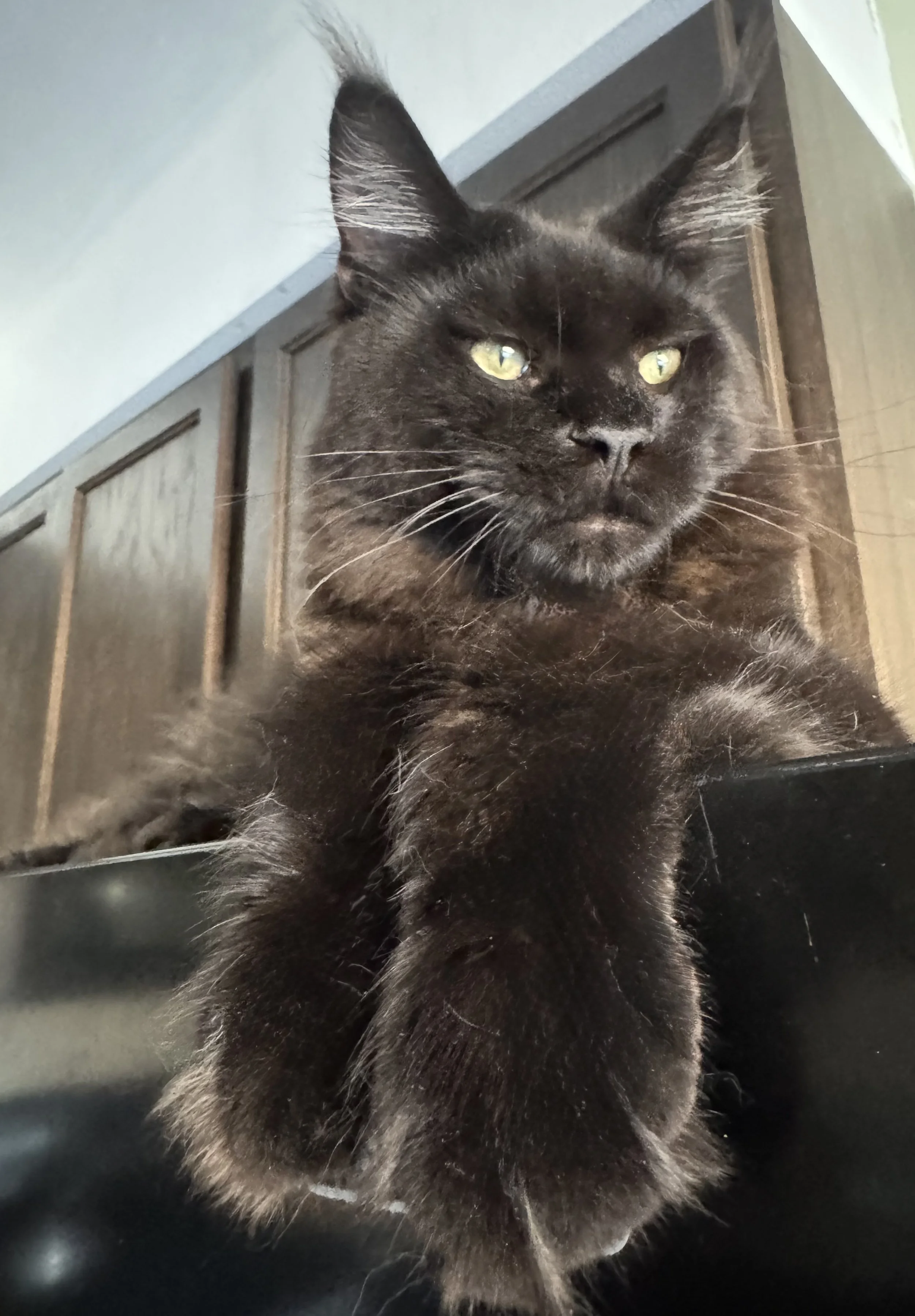 Capri 🌴 (Handsome!)