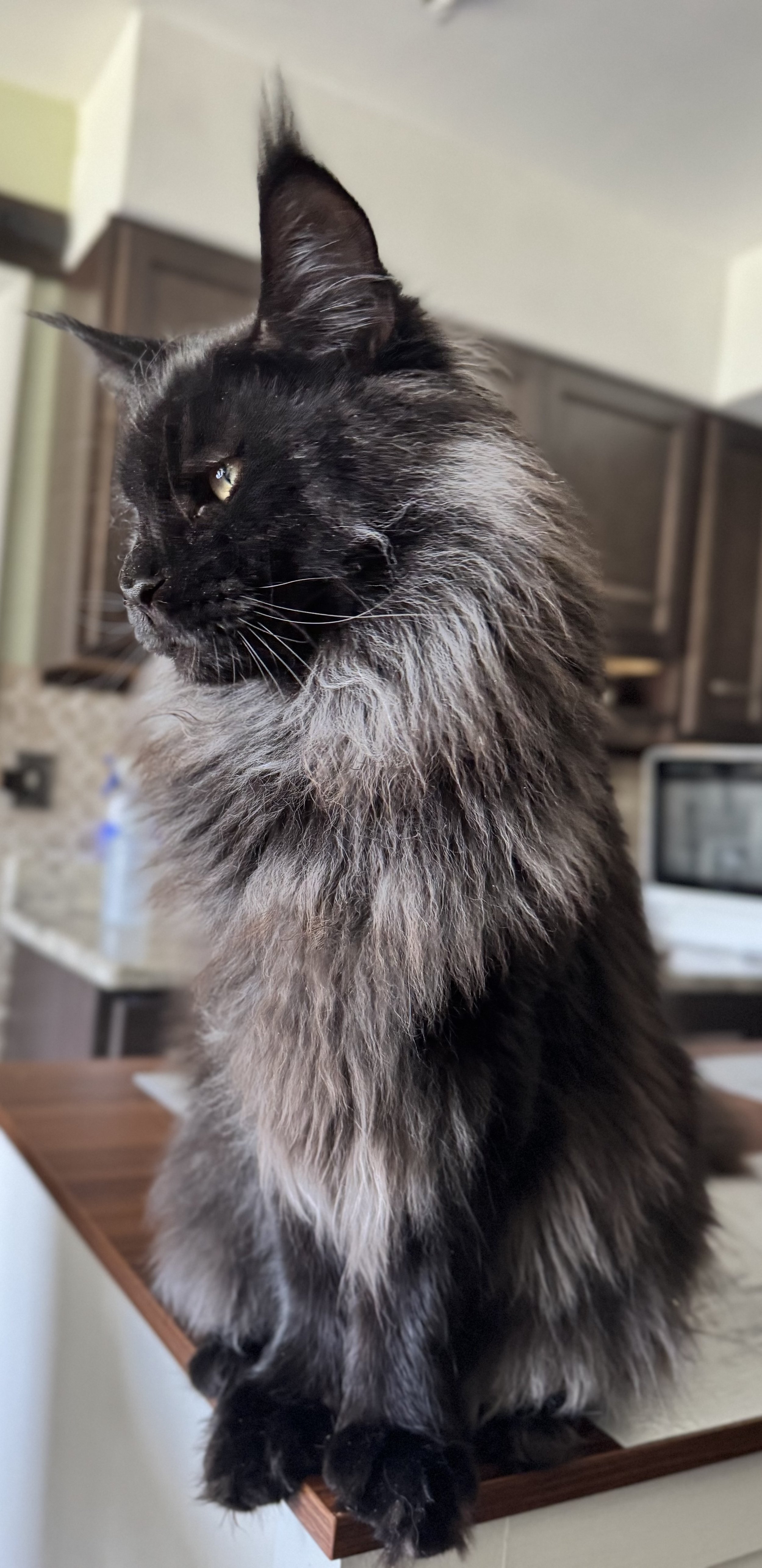 Everest 🏔️ (Click On Me!)