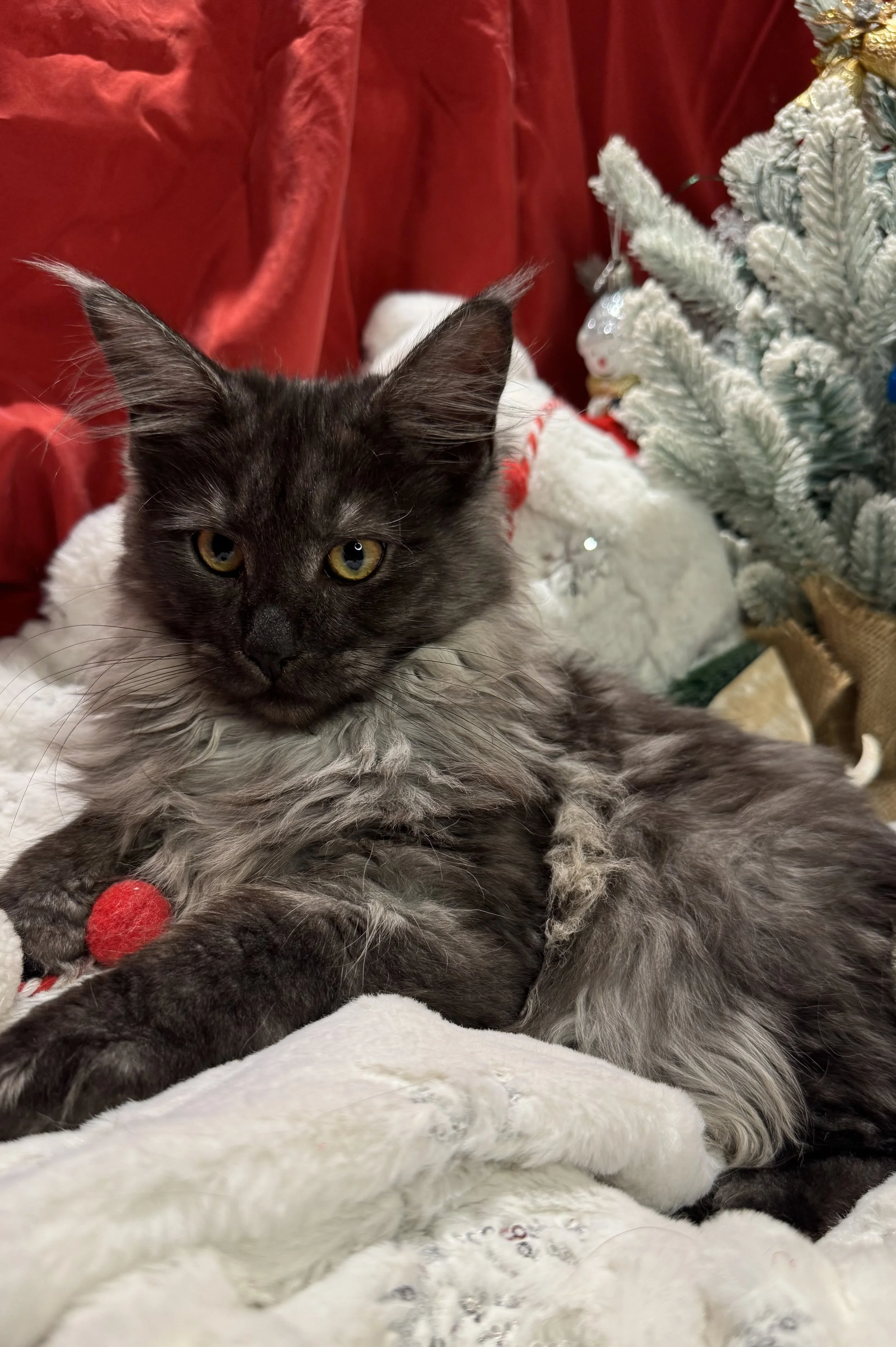 Florence 🍷 (Found Her Home)