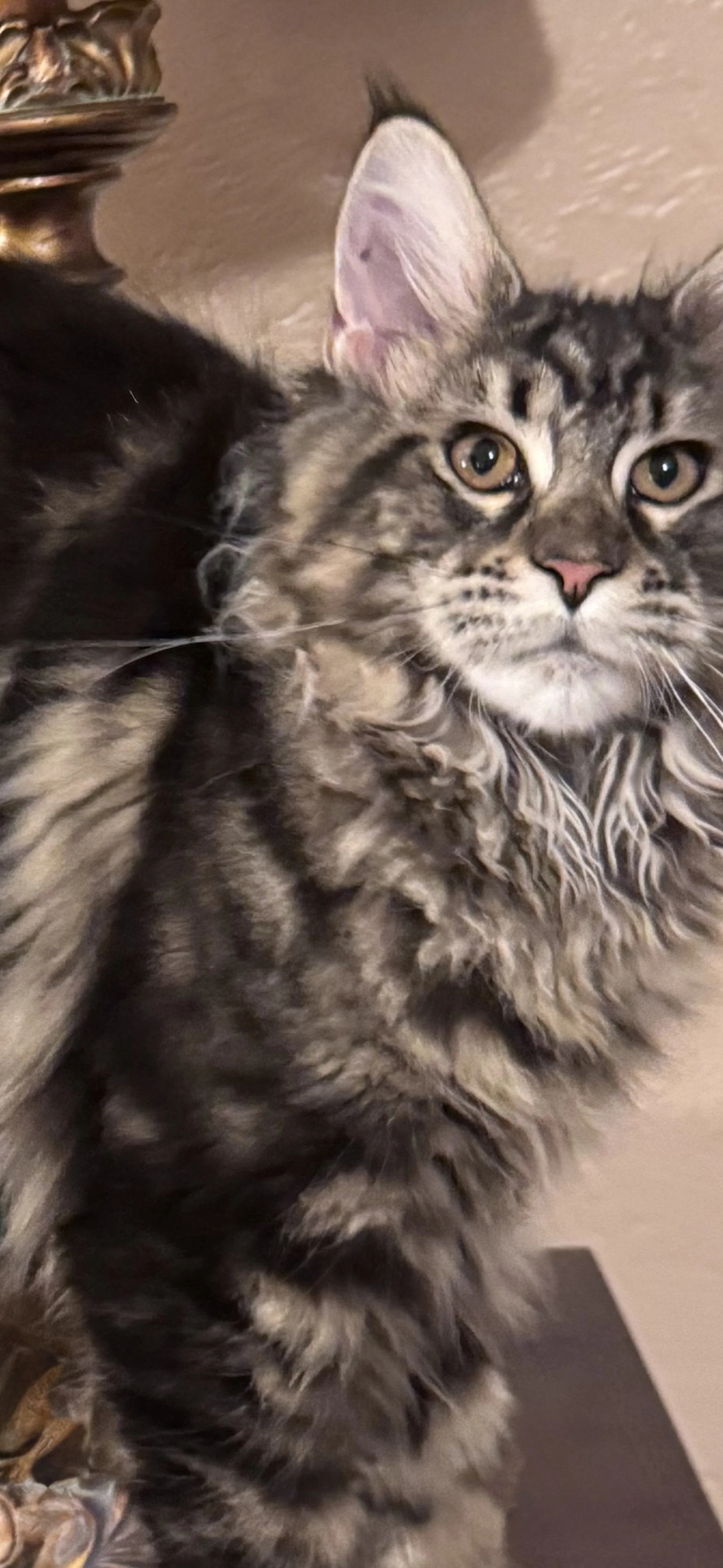 Flora 💐 (New Kitten!)