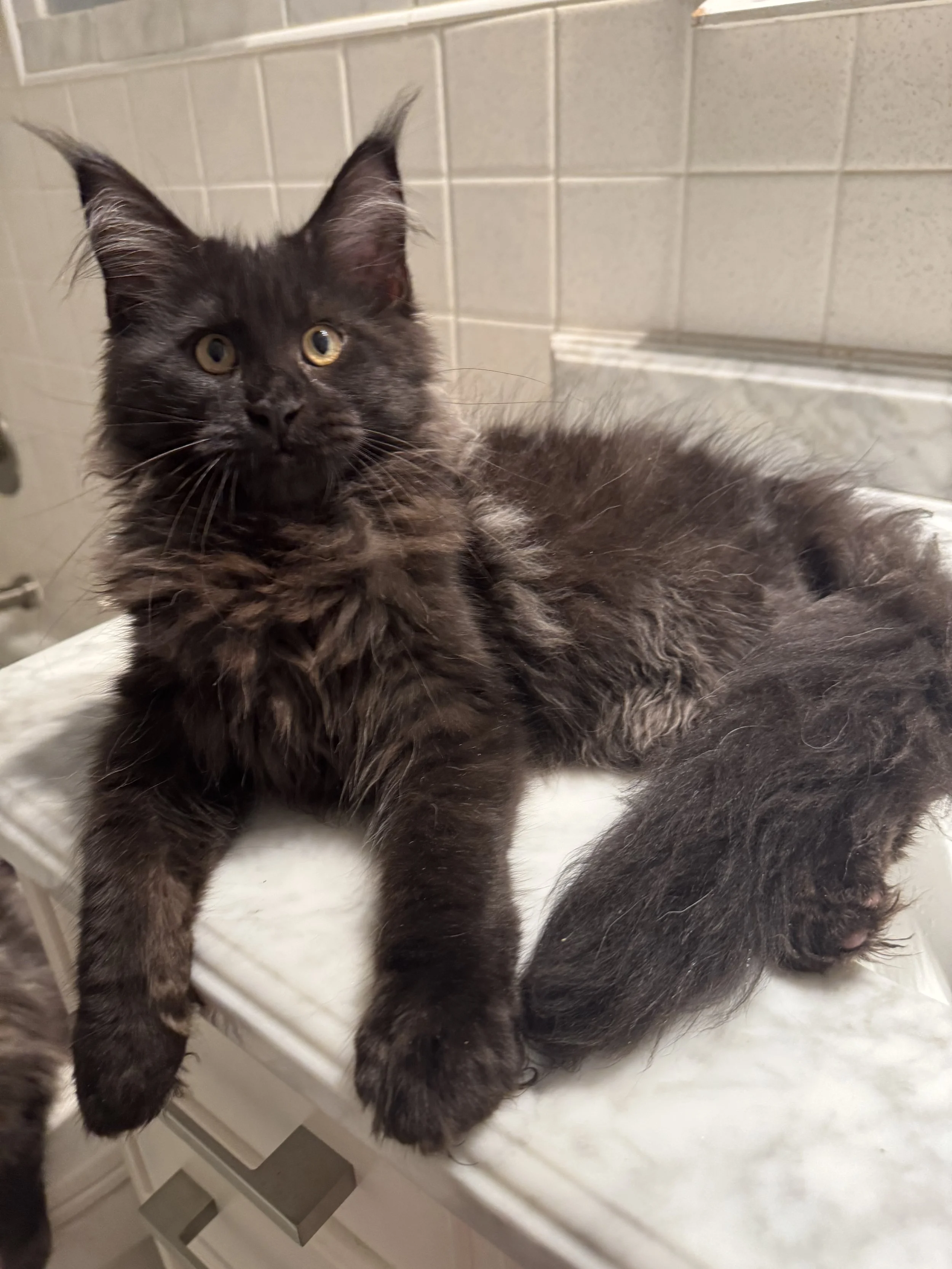 Faramis 🐈‍⬛ (New Kitten!)