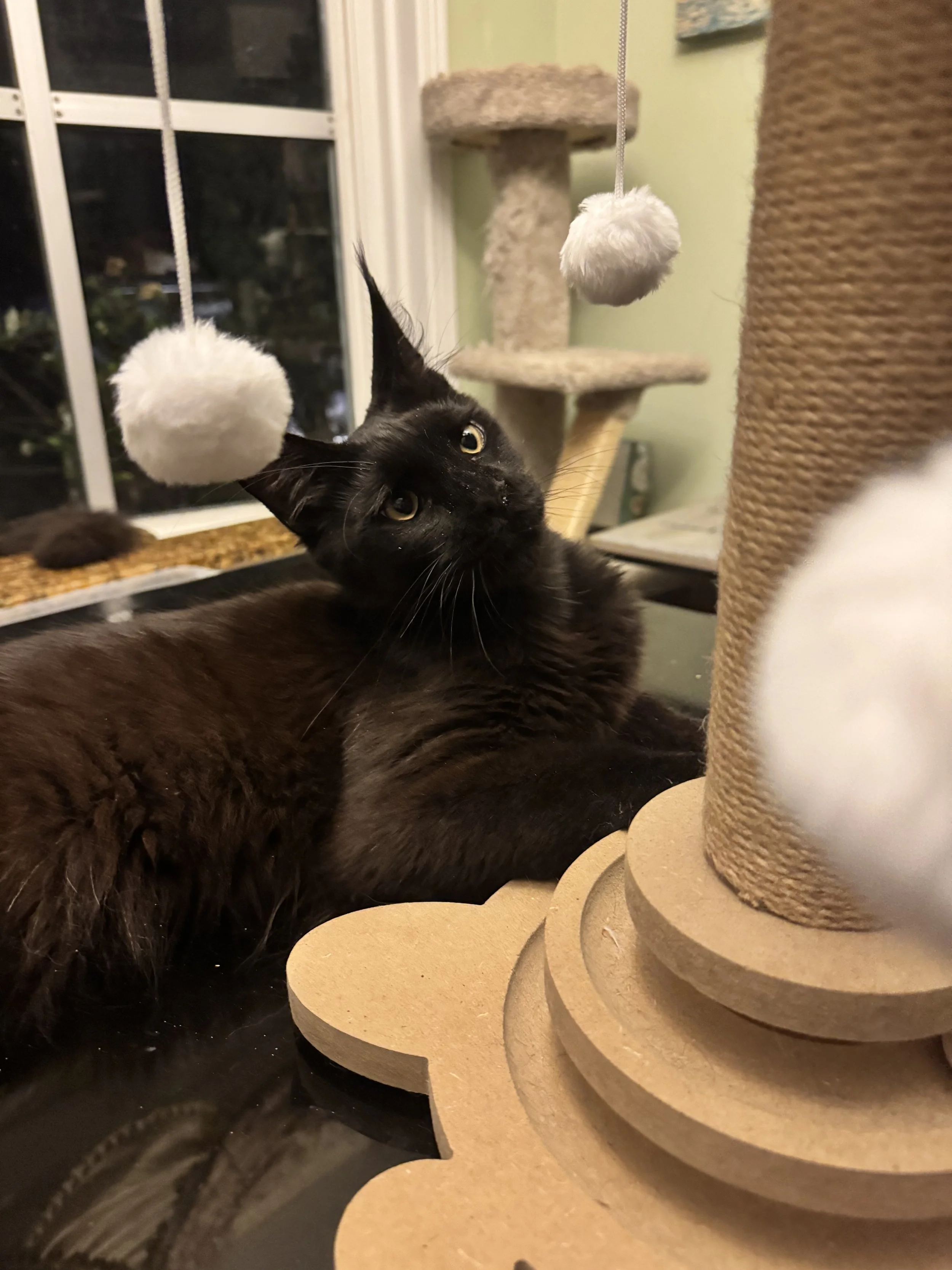 IMG_3416.jpeg