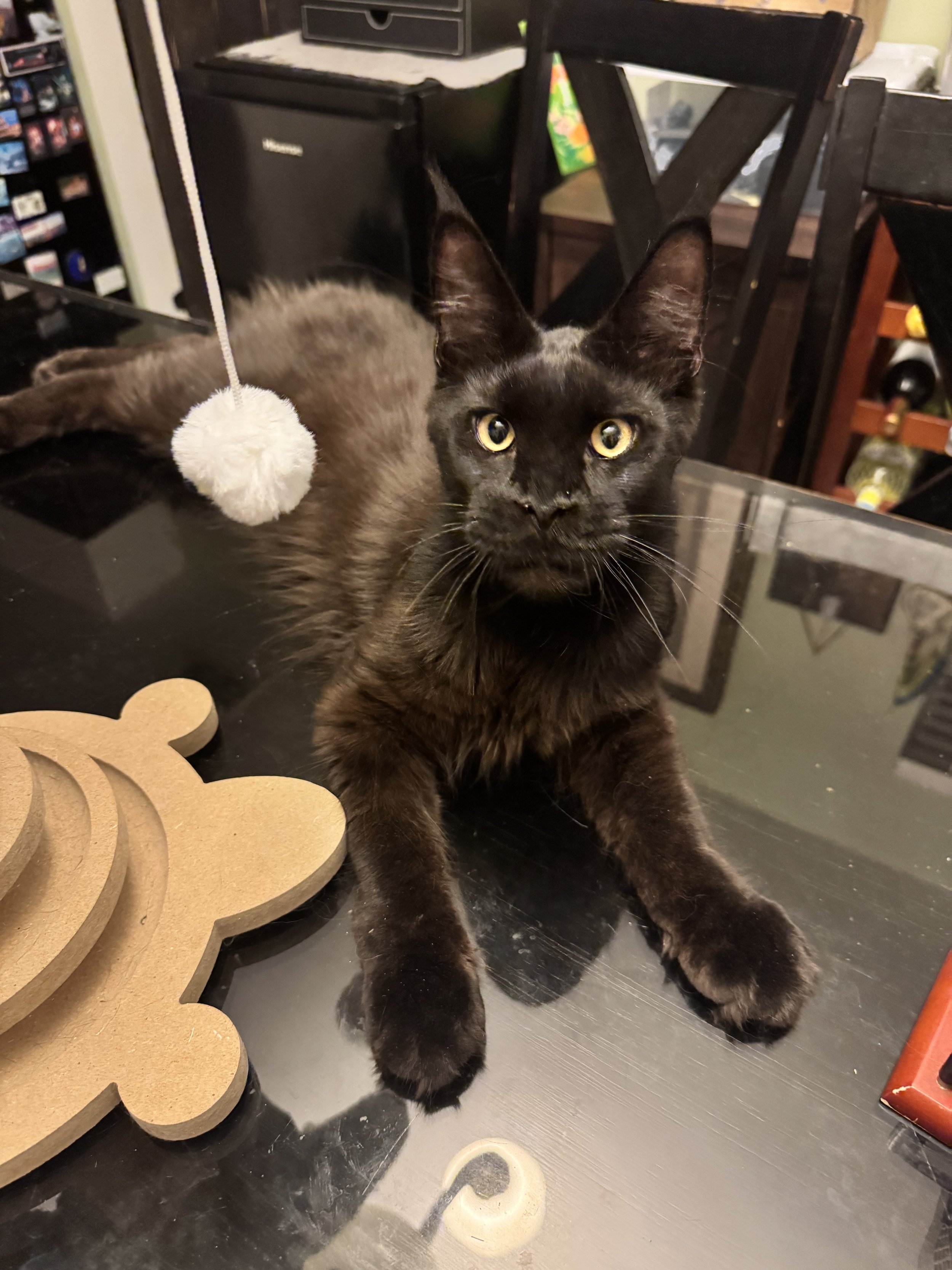 Groot 🌲 (Found His New Home!)