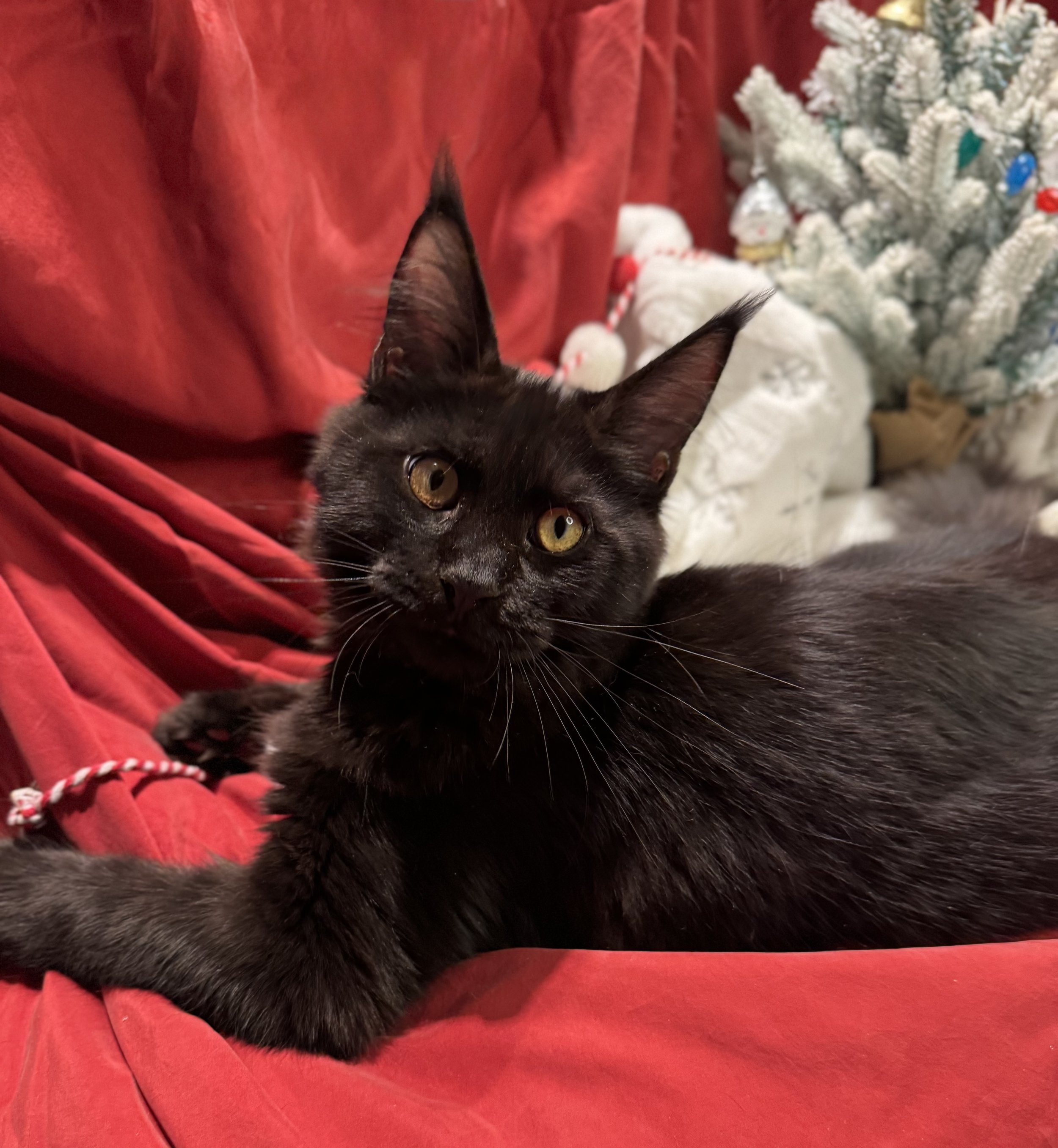 Einstein 📚 (New Kitten!)