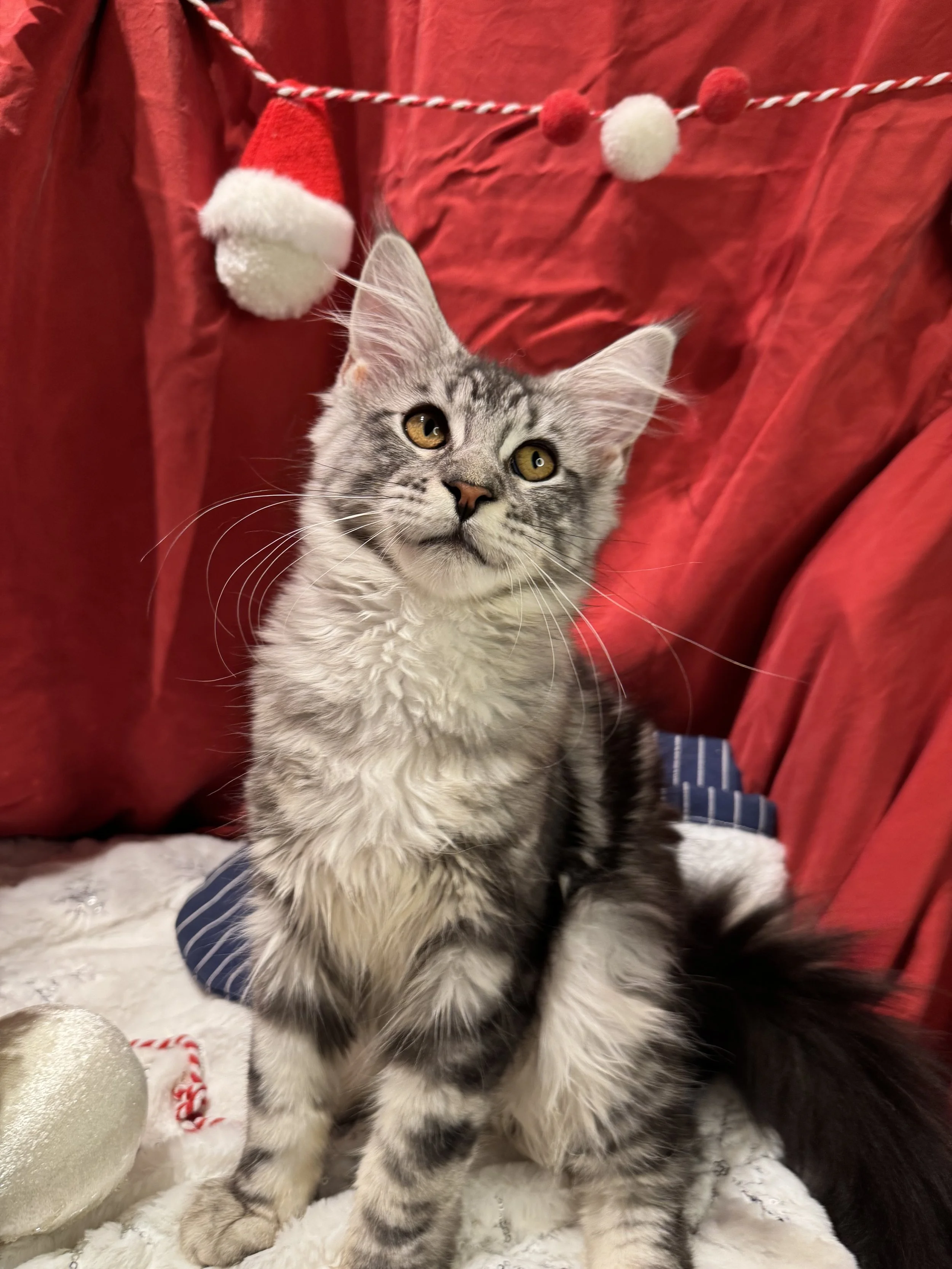 Fajna ☃️ (New Kitten!)