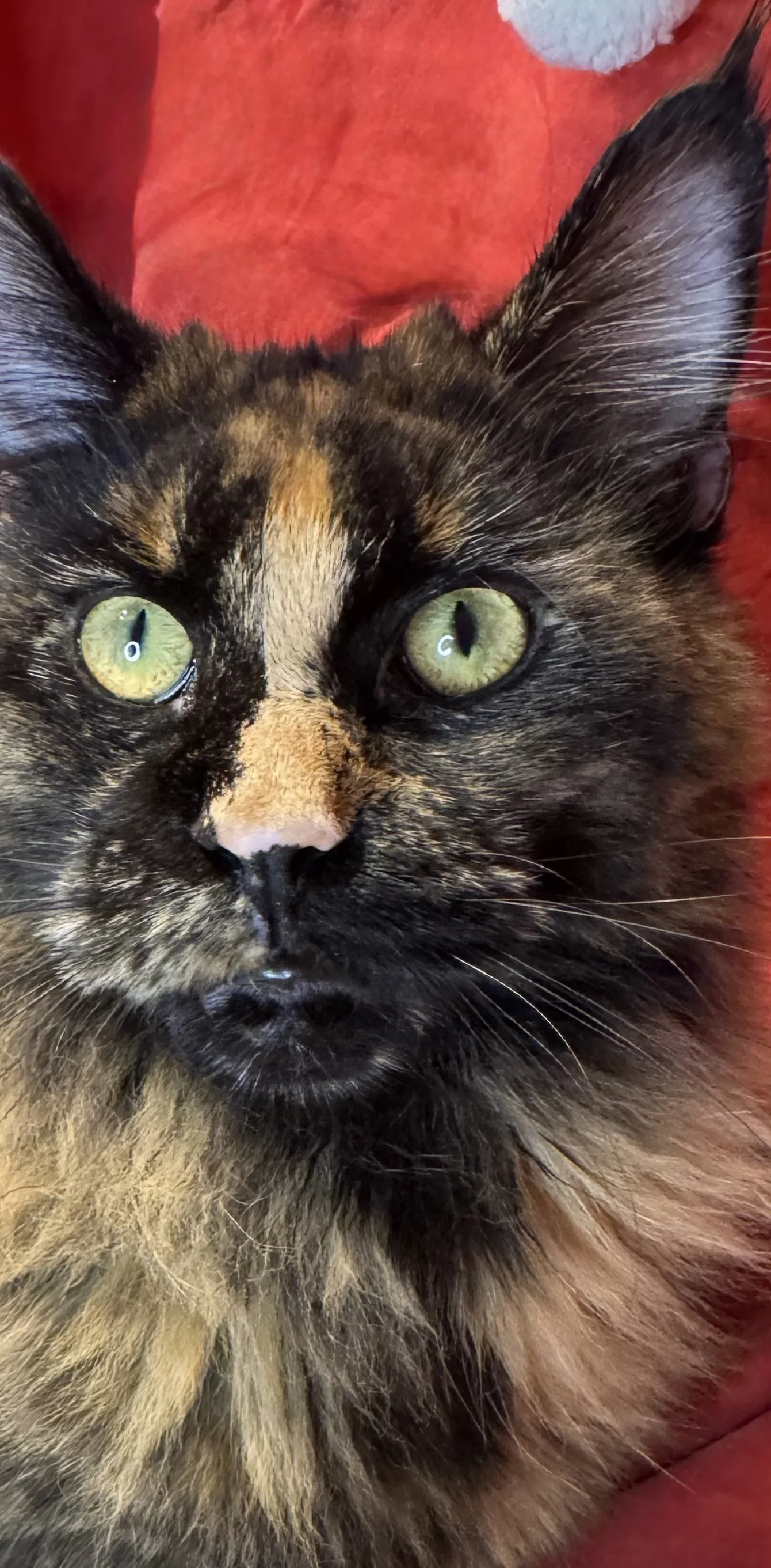 Chanel 🎁 (Special Beauty!)