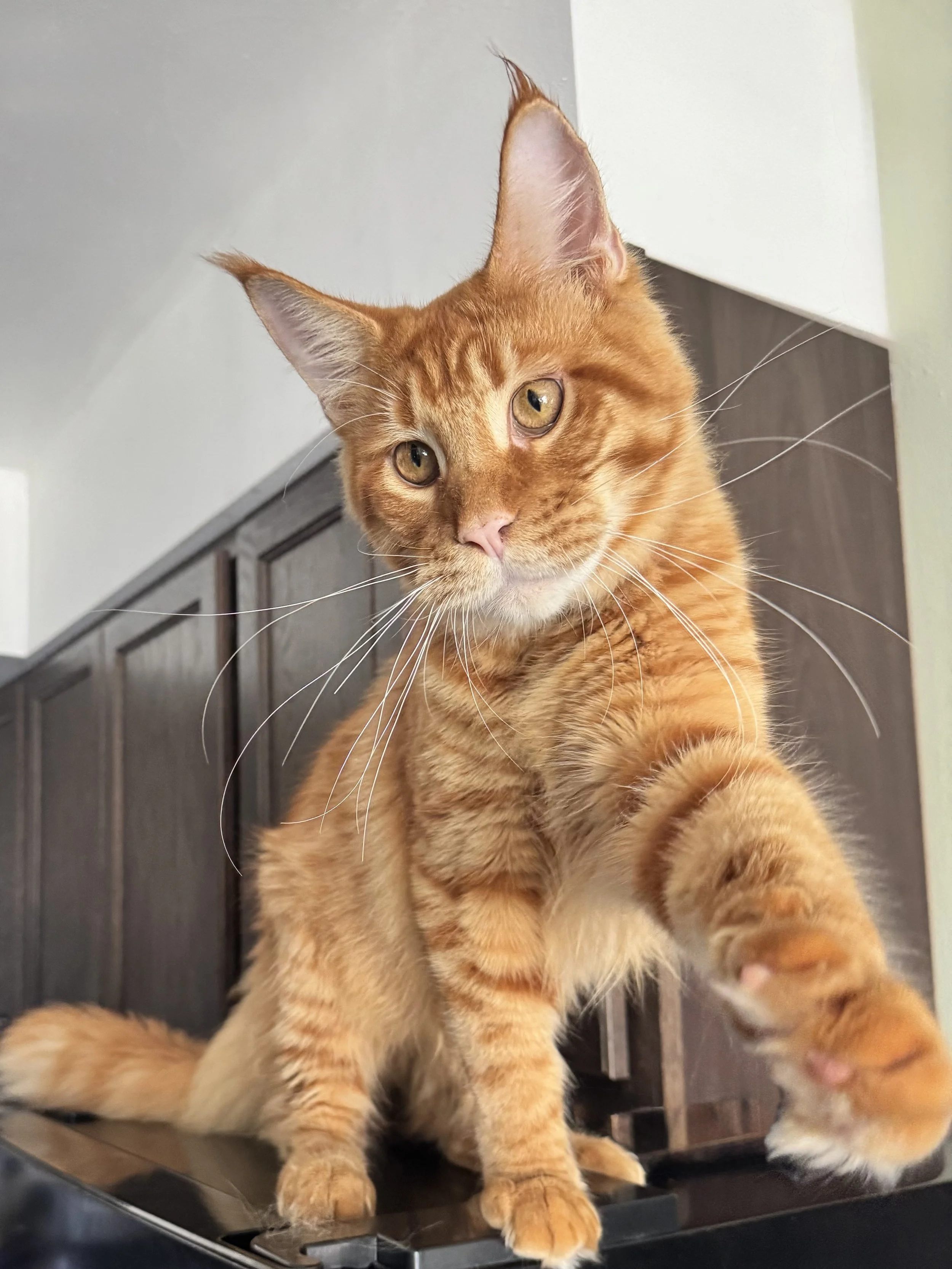 Garfield 🦁 (Found His New Home!)