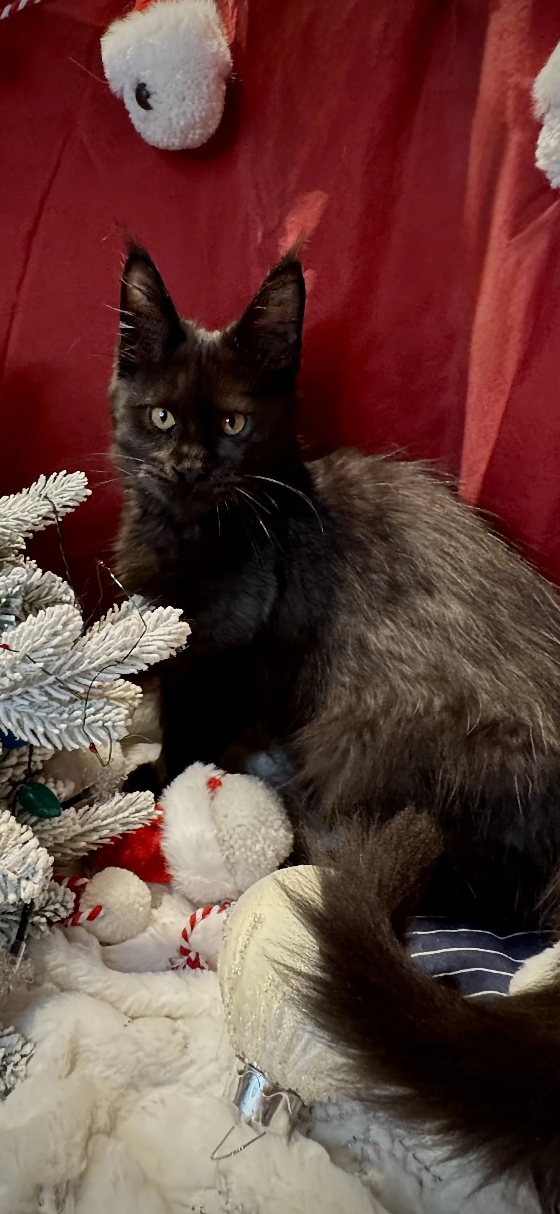 Groot 🌲 (New Kitten!)