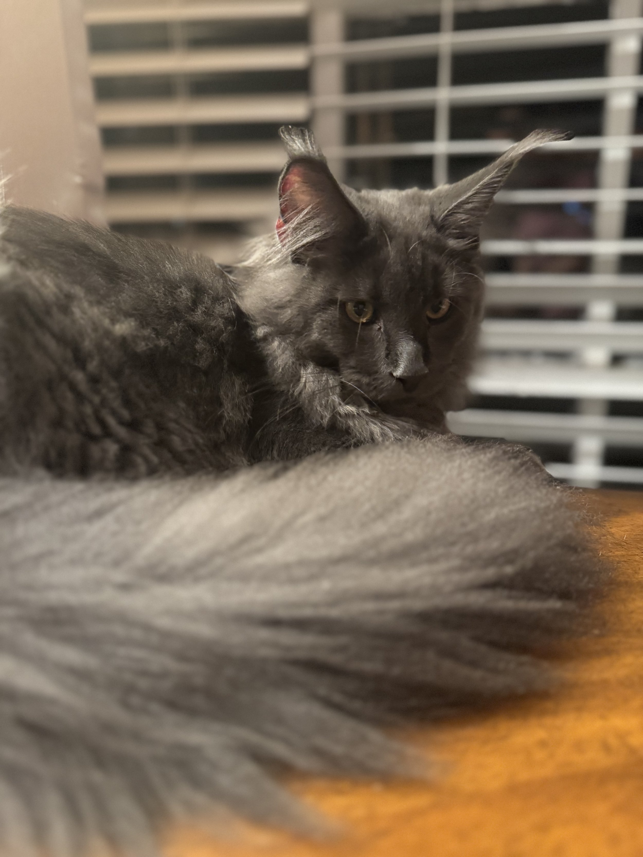 IMG_7246.jpeg
