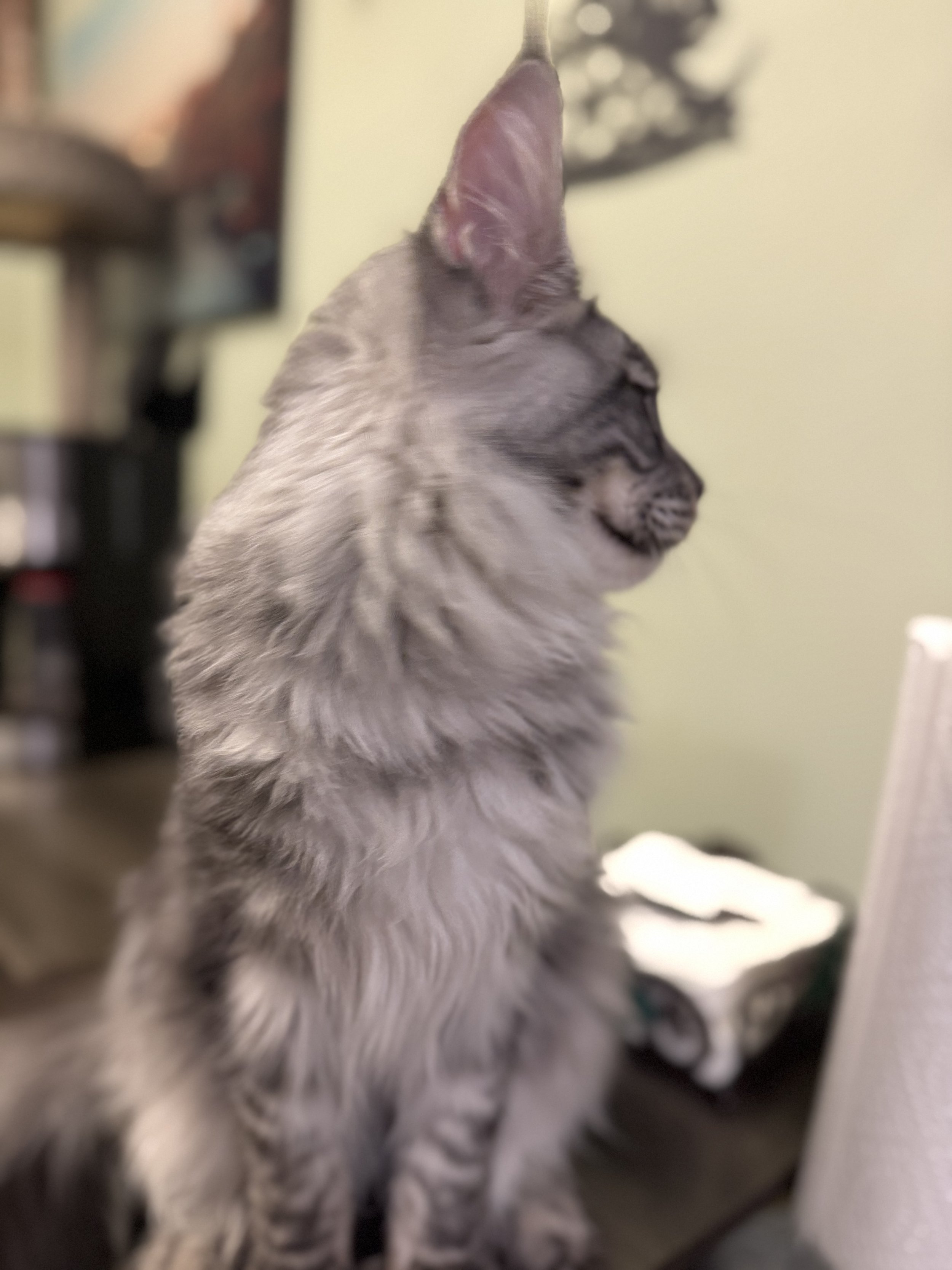 IMG_7565.jpeg