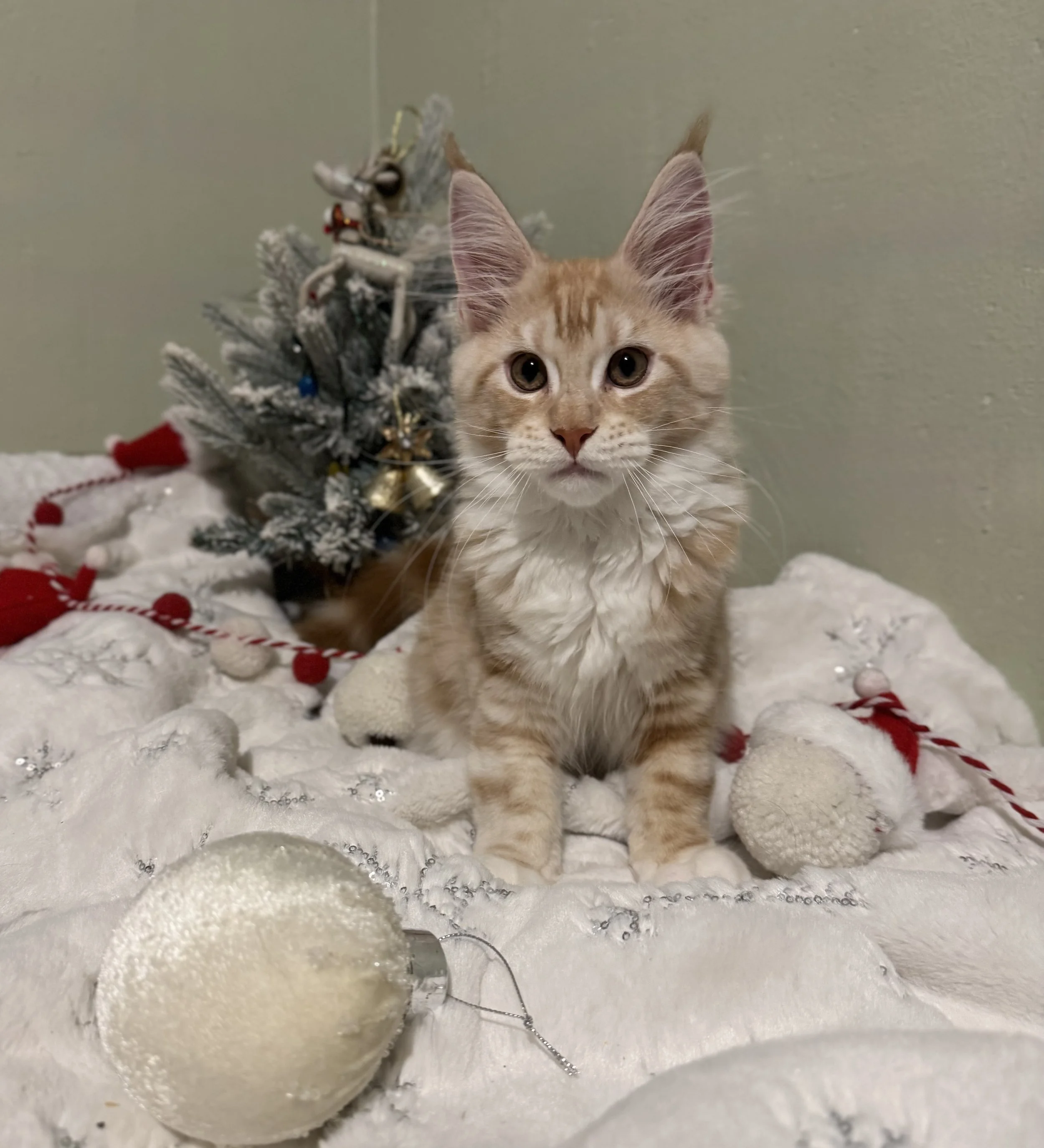 Hercules 💪 (New Kitten!)