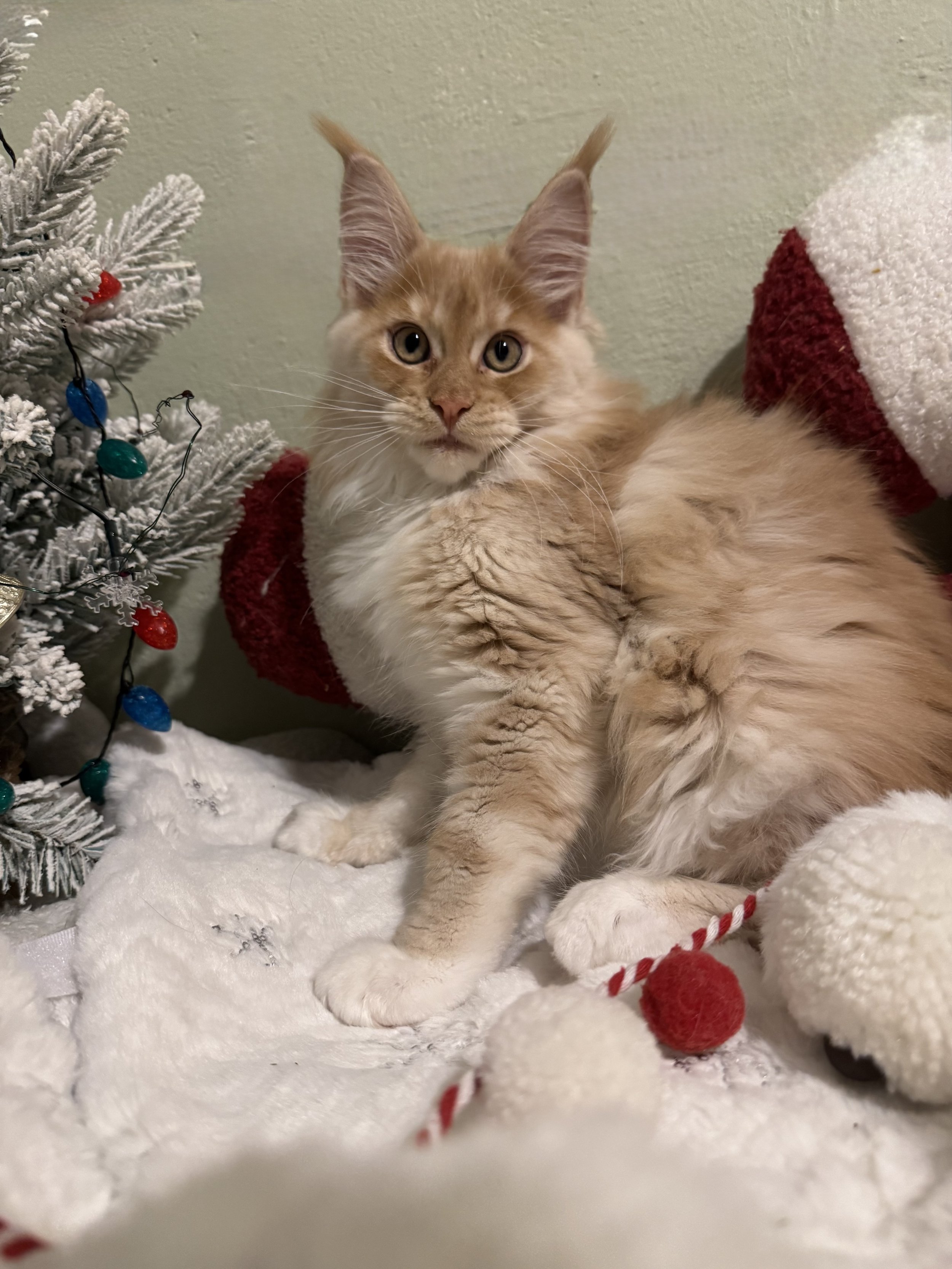 Hera ⭐️ (New Kitten!)