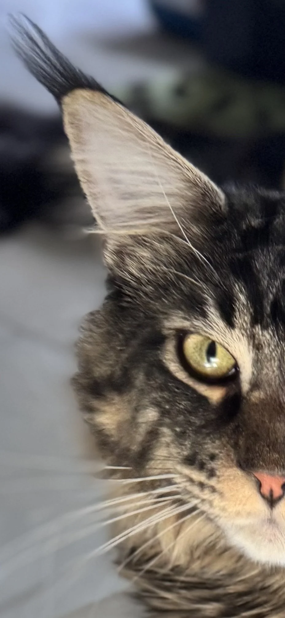 Fauna 🐈 (Click On Me! Lovely Deduction! 💰)