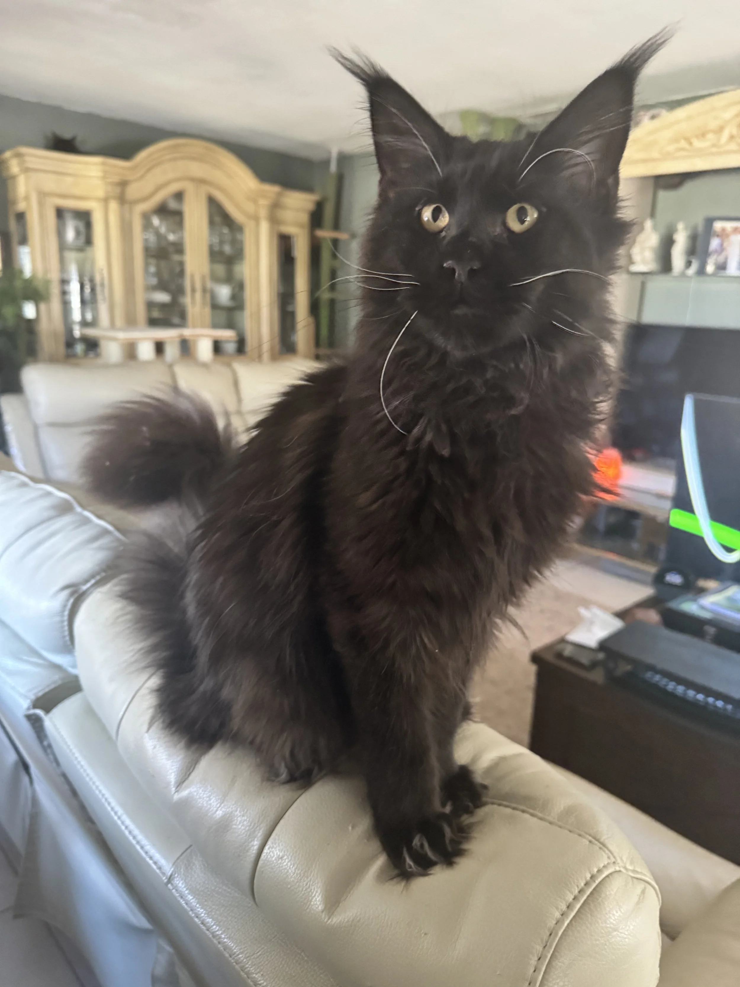 Faramis 🐈‍⬛ (Click On Me!)