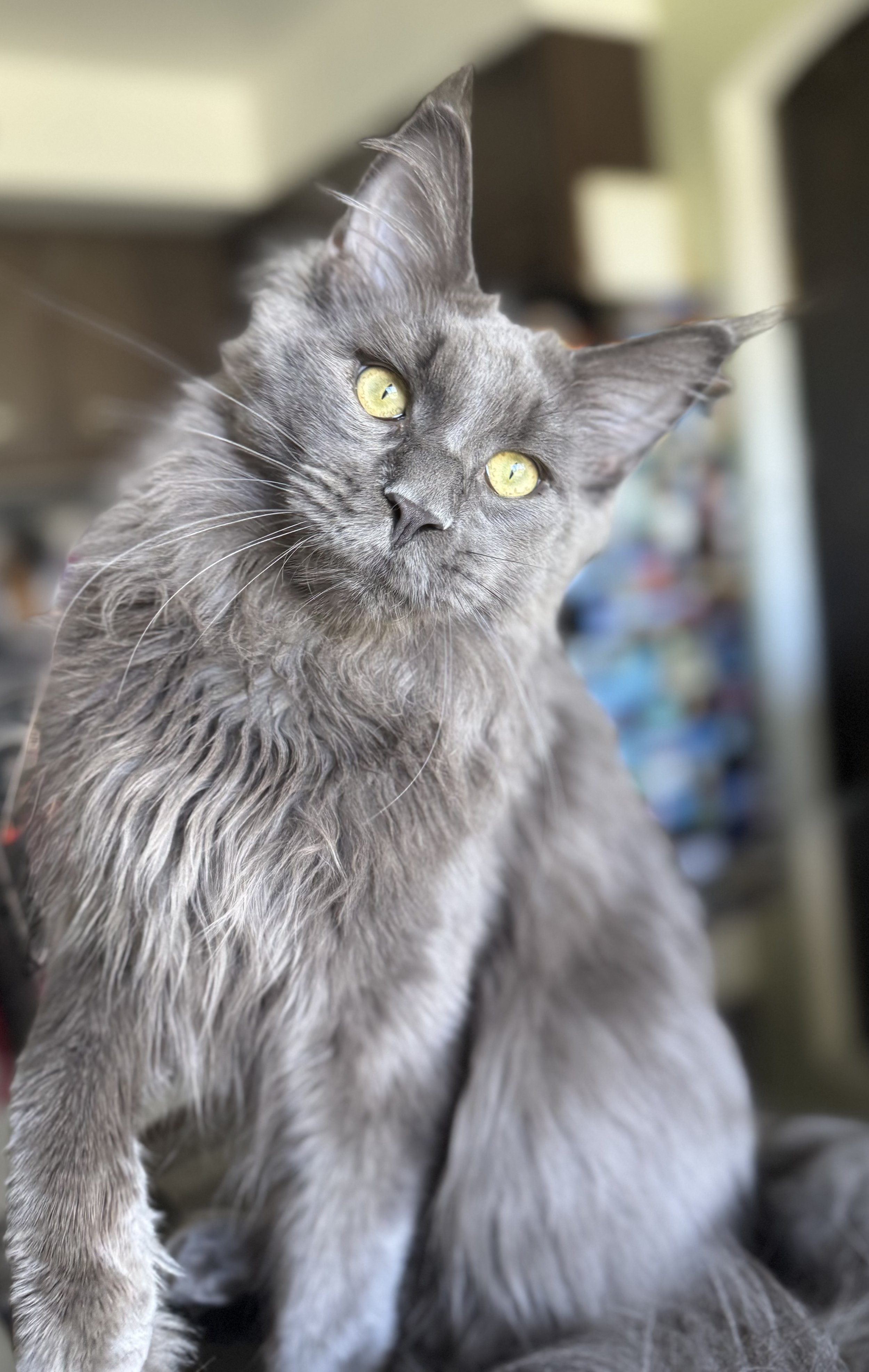 Amos (Summer Special!)