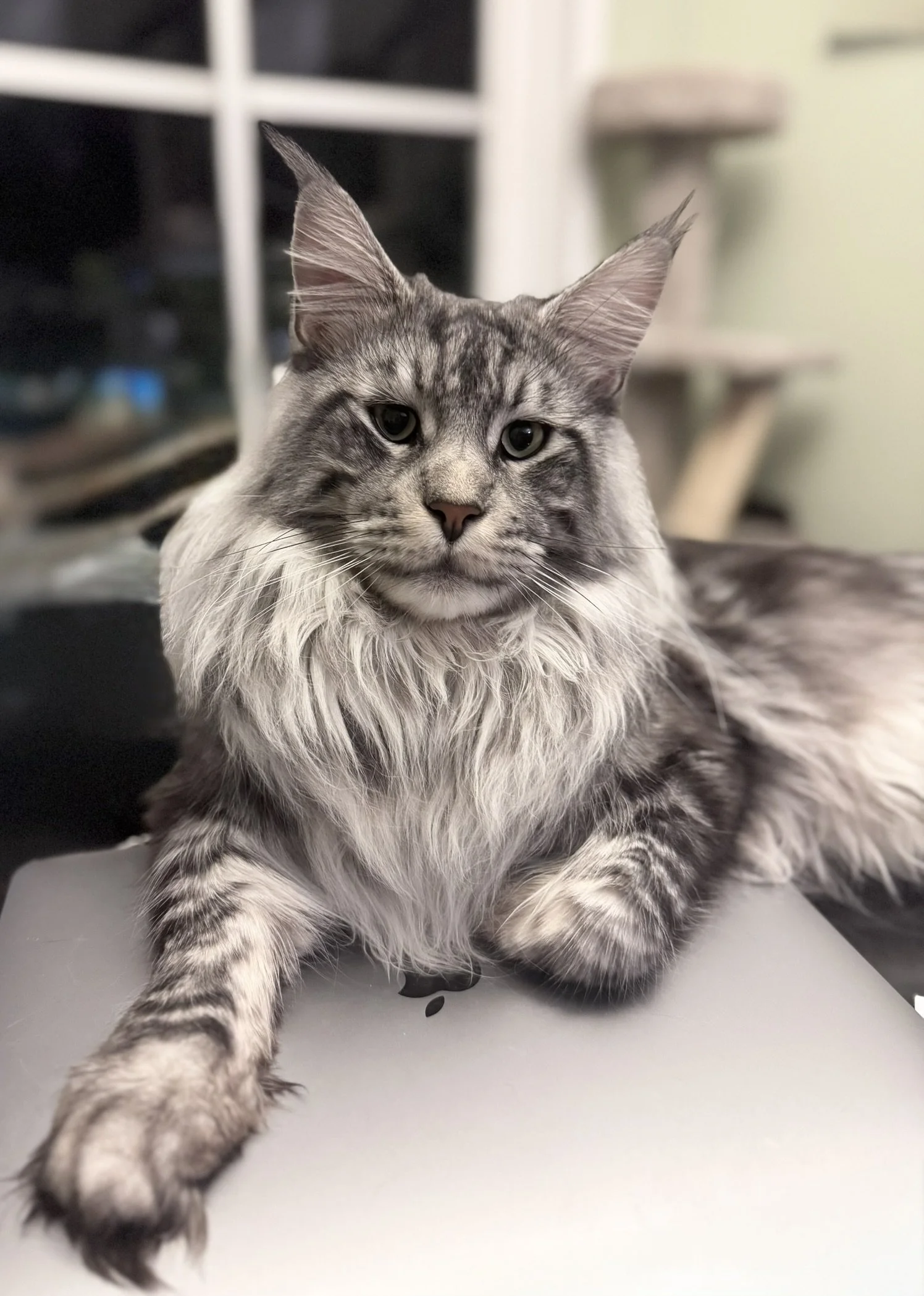 Adonis ❄️ (Our Future King!)