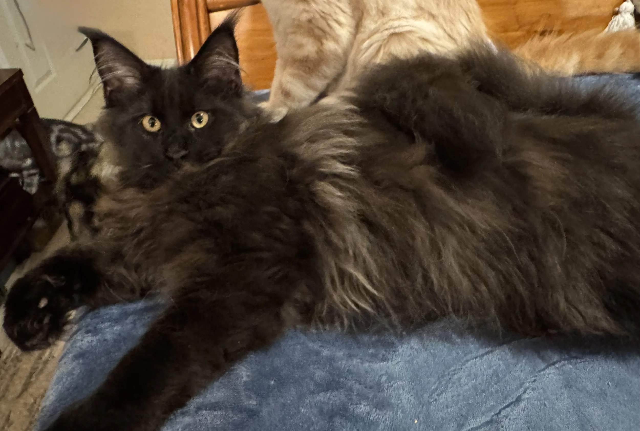 Faramis 🐈‍⬛ (New Kitten!)